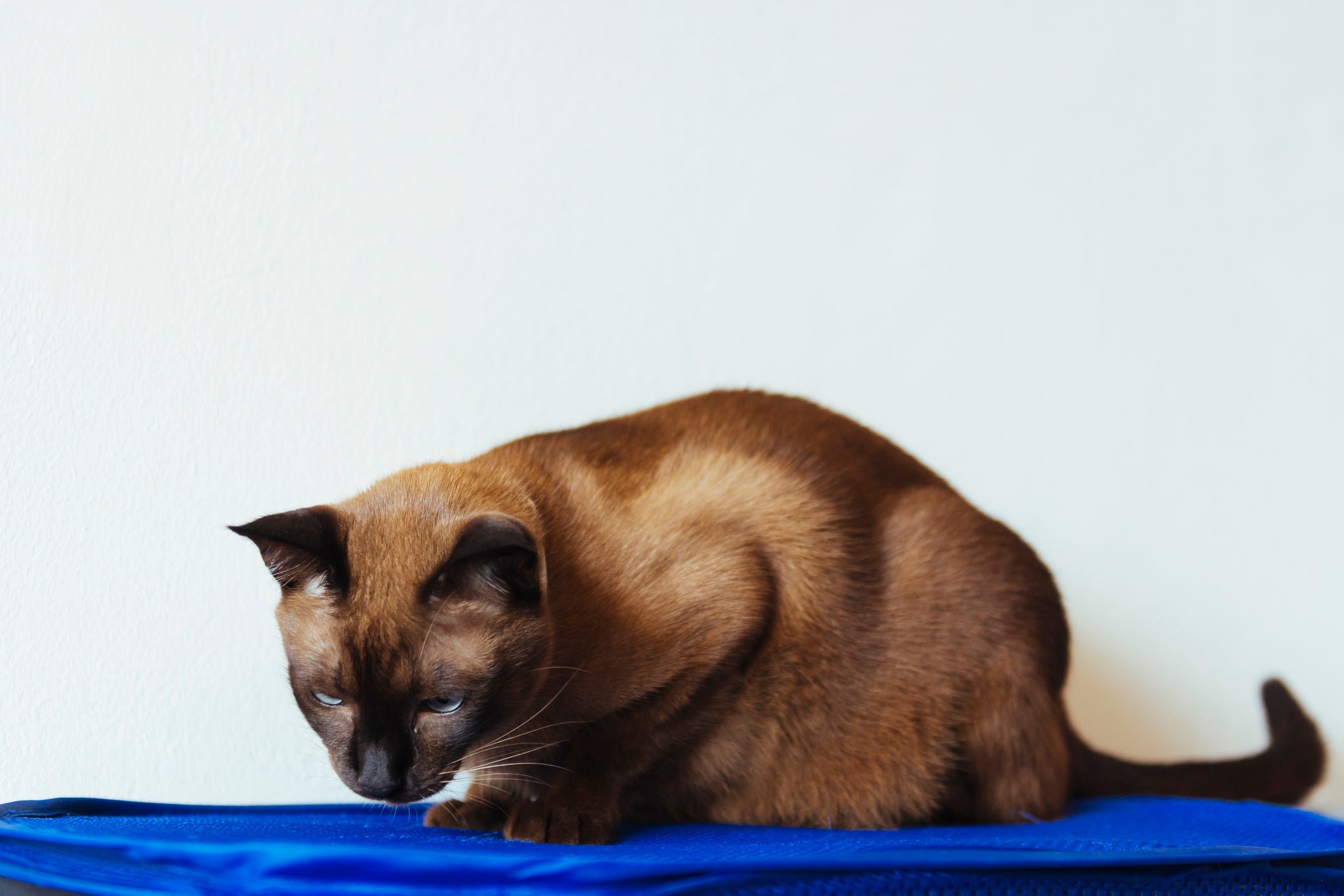 O tapete gelado para pet proporciona maior conforto para gatos e cachorros