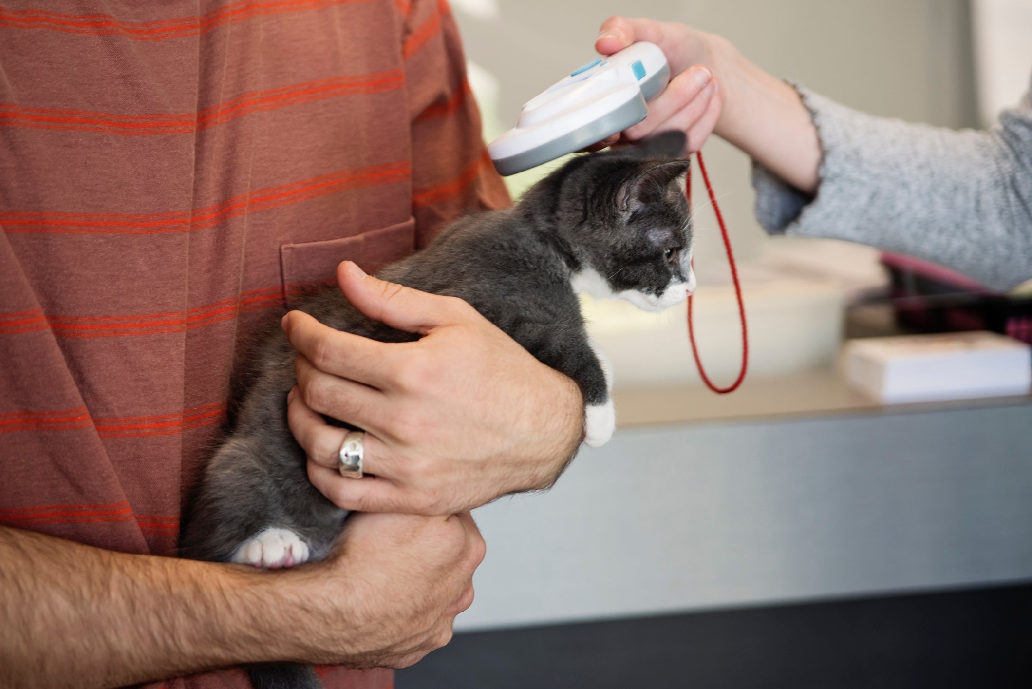 Chip para gatos: o aparelho leitor escaneia o chip e lê as informações do bichano