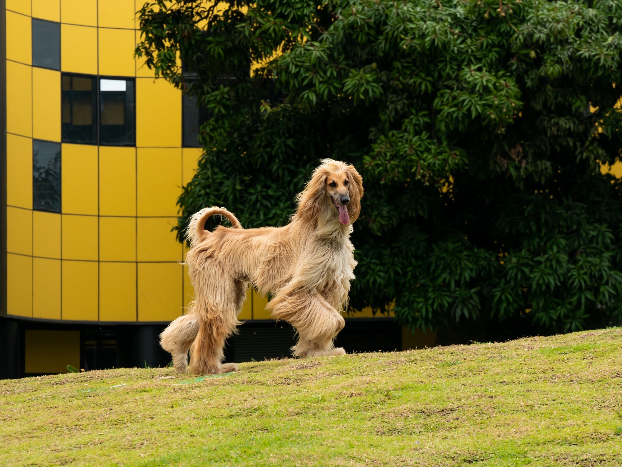 O Galgo Afegão é um cachorro que não solta pelo, embora seja peludo