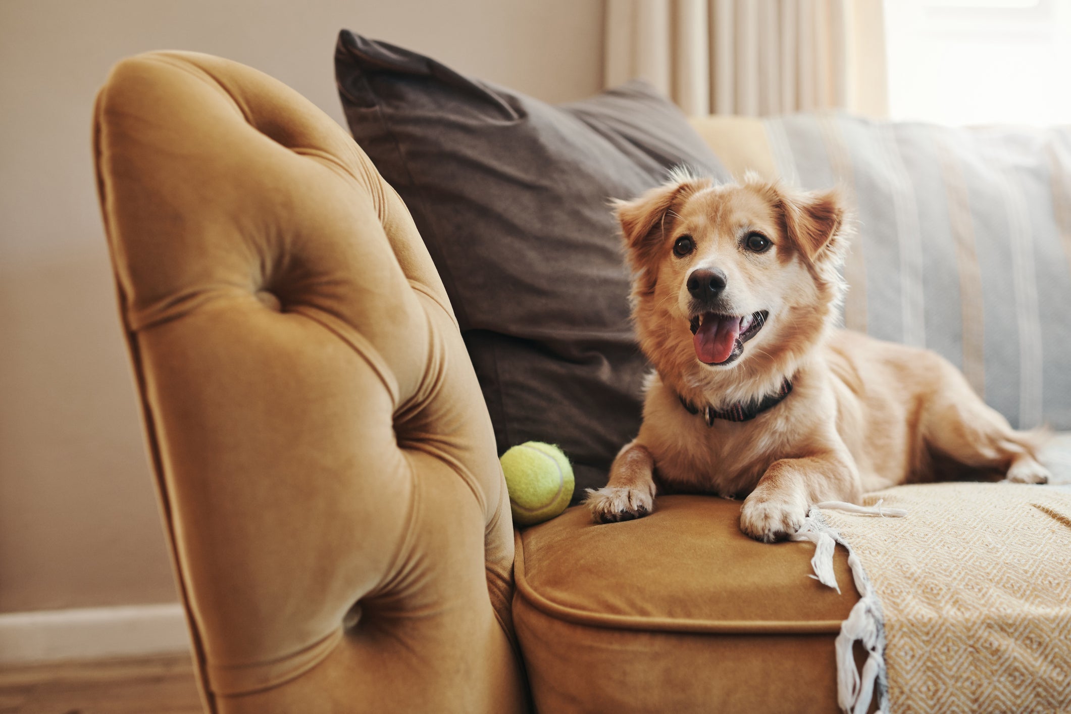 Cuidar de cachorro é uma tarefa que exige muita responsabilidade