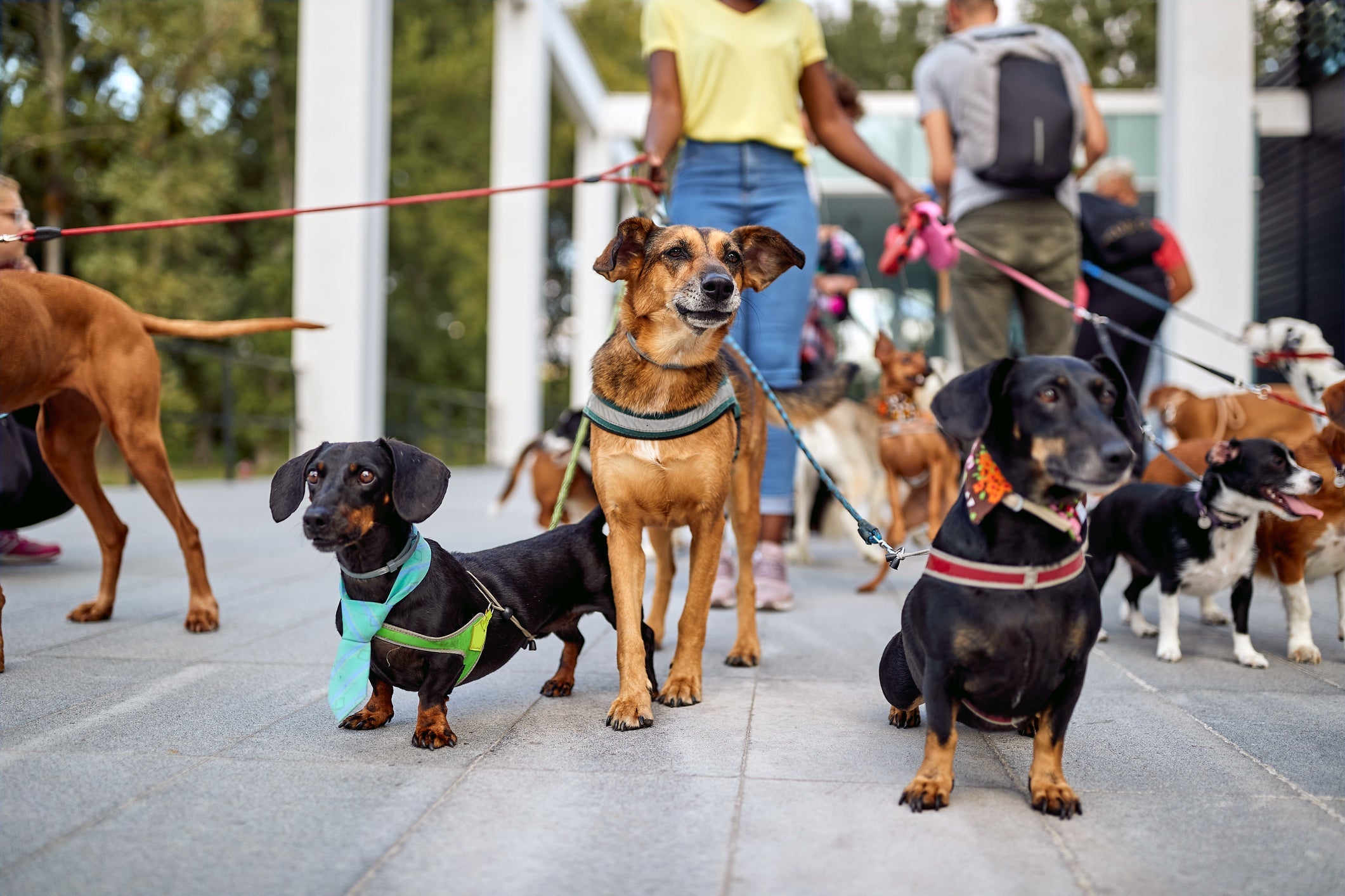 Passeadores de cães são uma ótima opção para quem não tem tempo de levar seu cachorro para caminhar