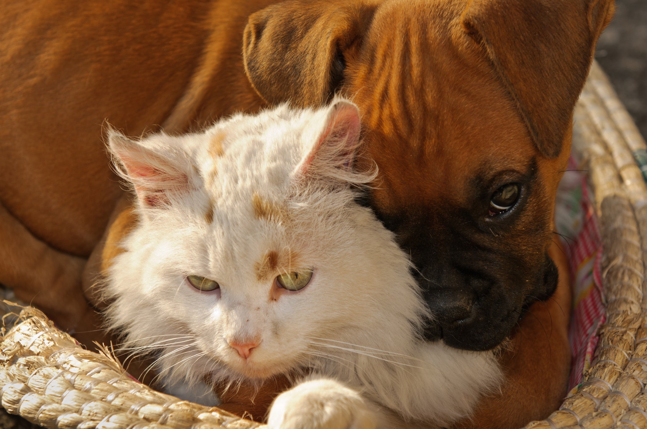 O Boxer é uma das raças de cachorro que lida super bem com gatos