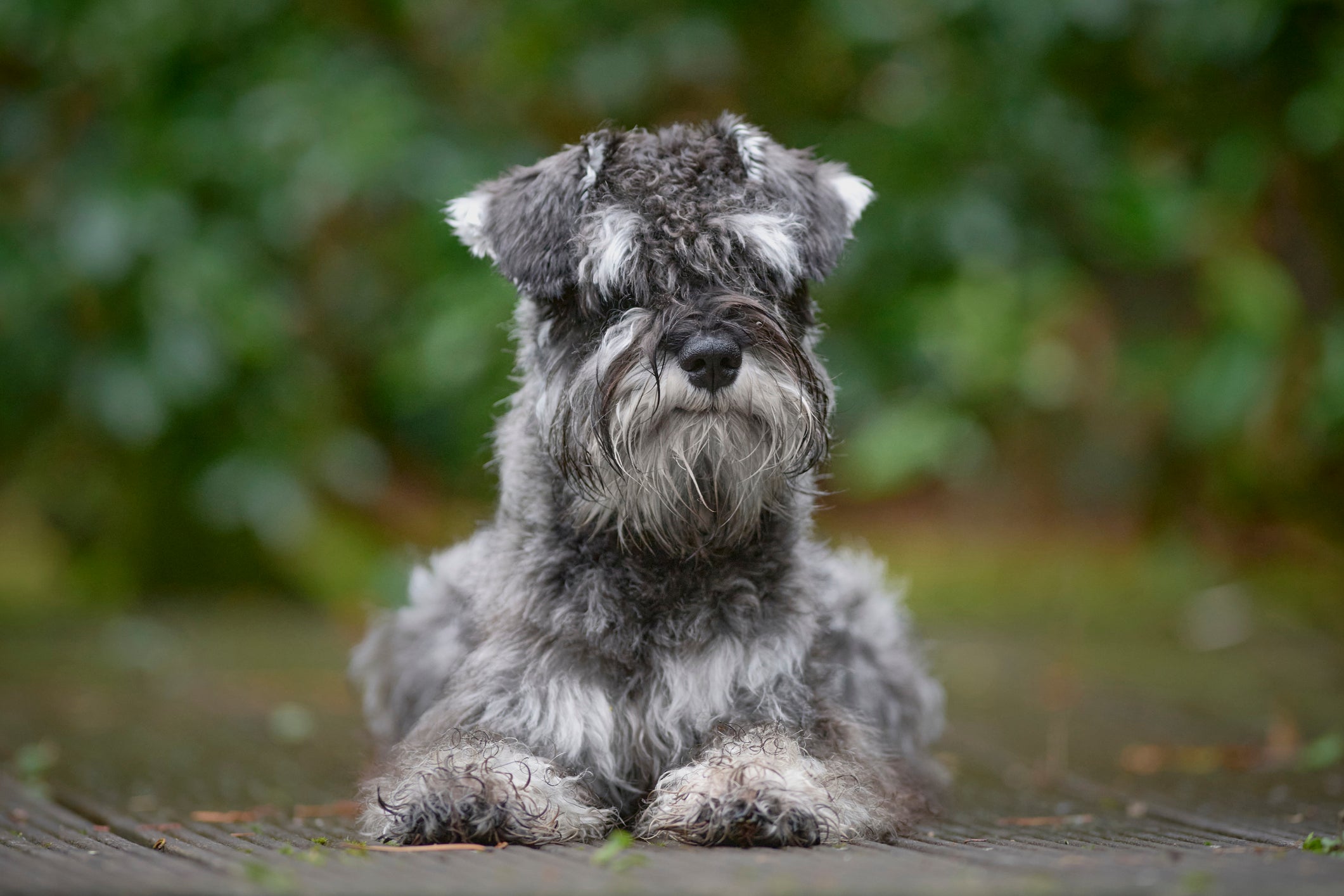 O Schnauzer miniatura é uma das raças de cachorro pequeno que se engaja no adestramento