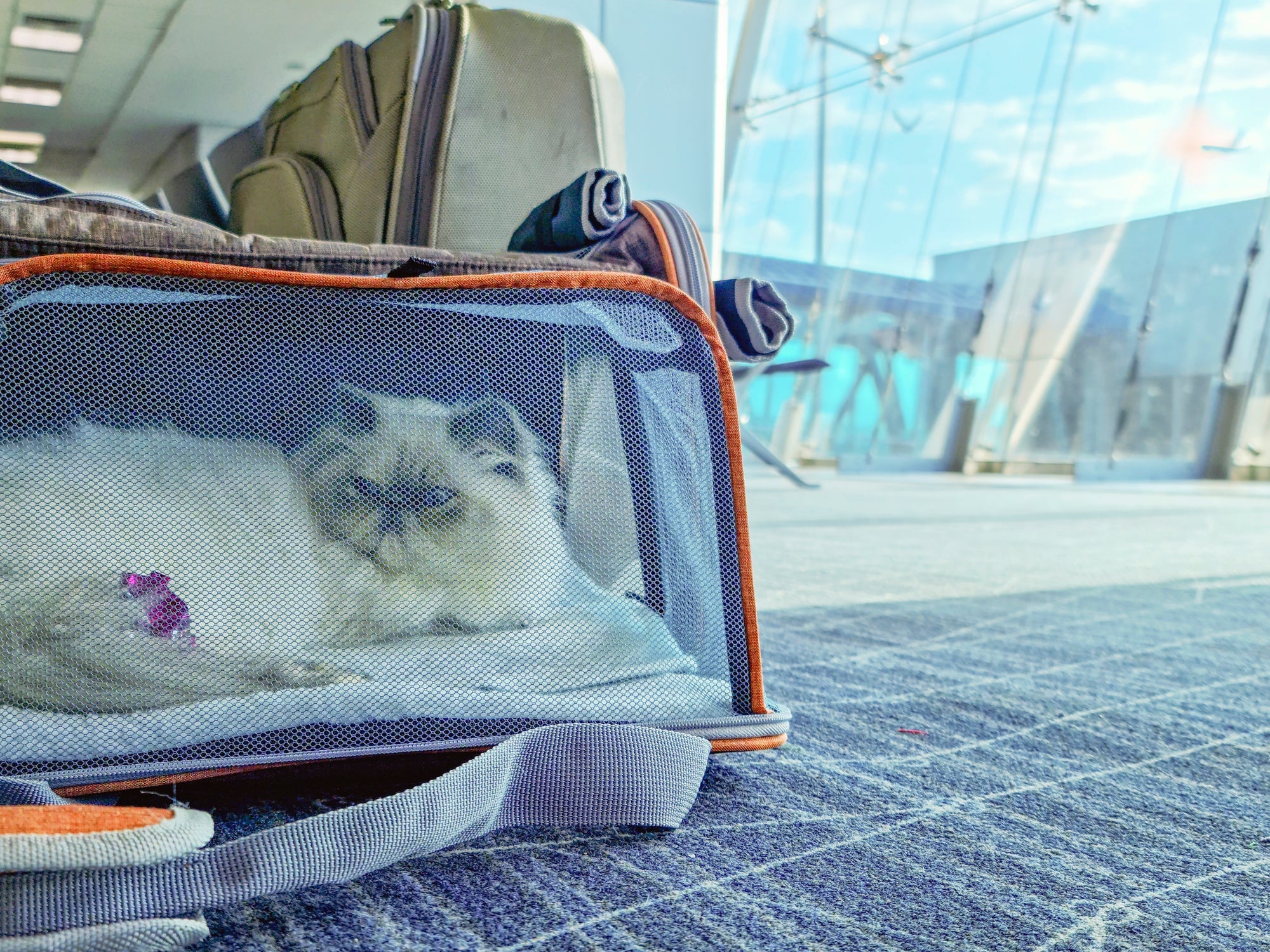 Microchip para gatos é obrigatório em alguns países