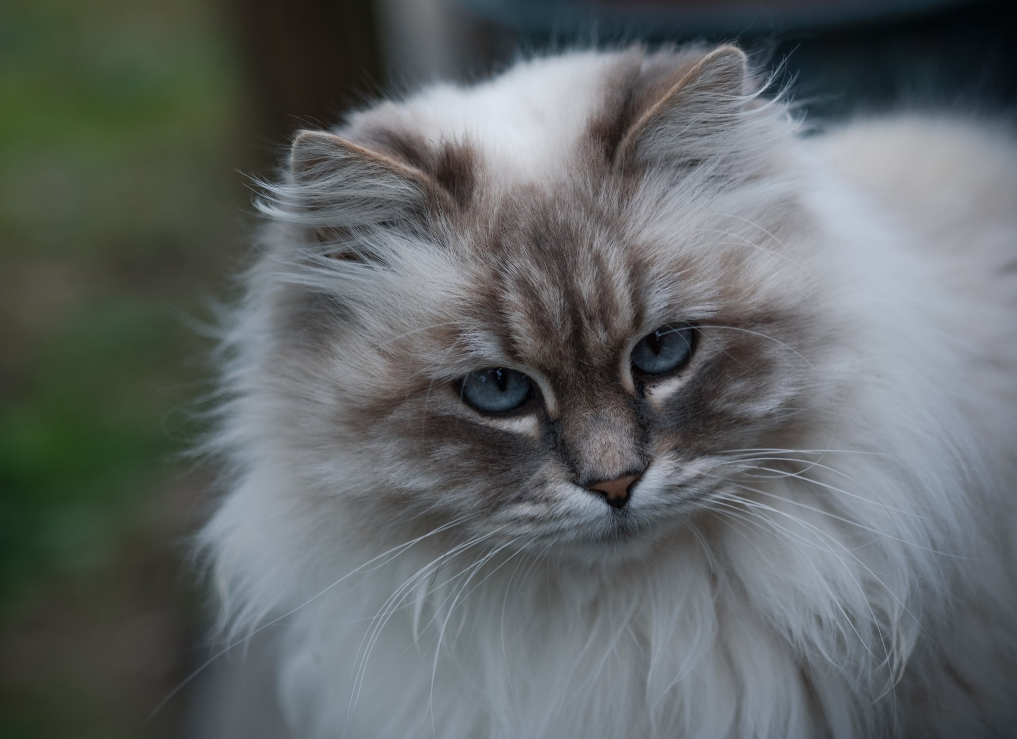 O gato Siberiano branco é uma fofura e encantador
