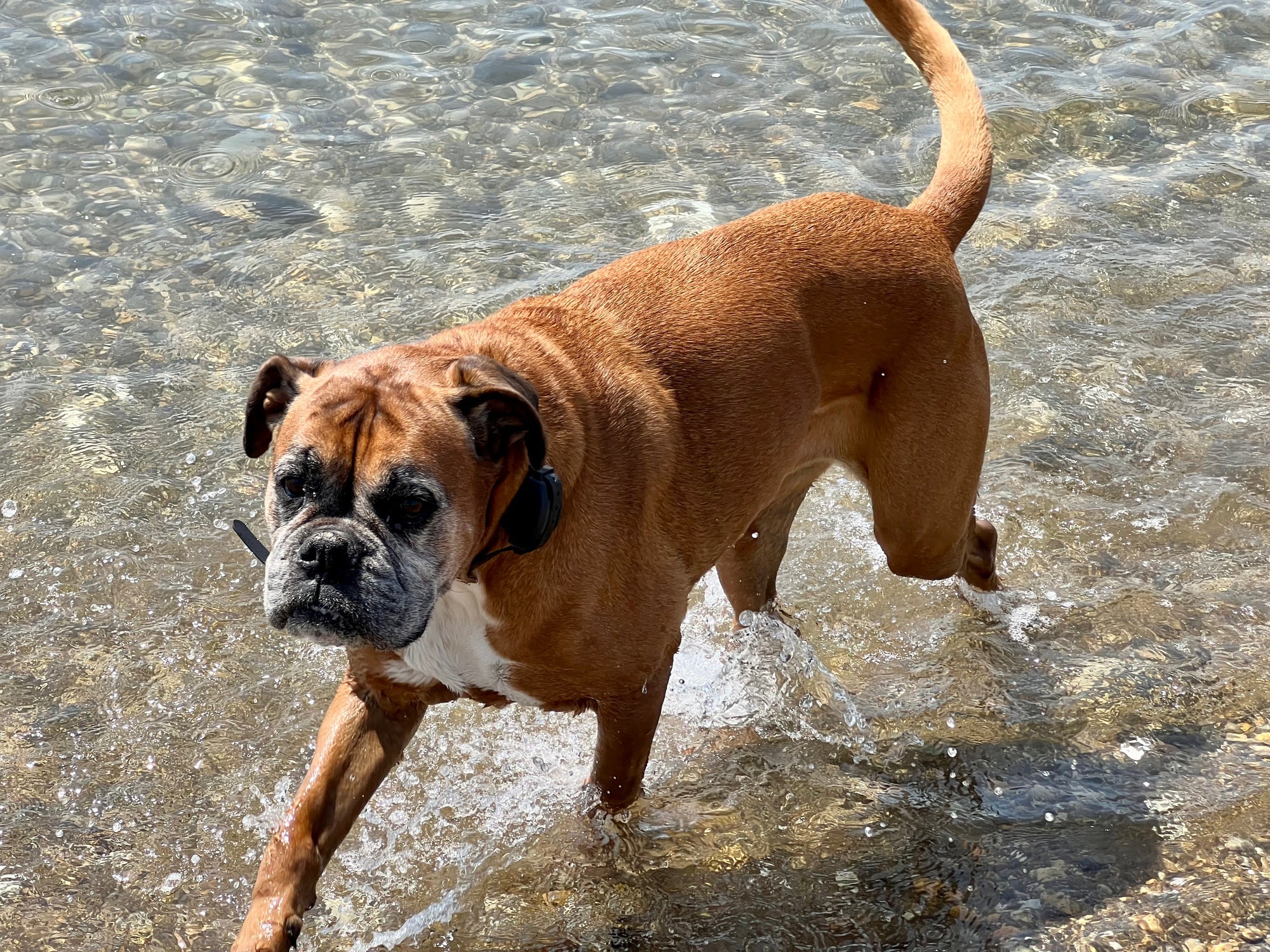 O Boxer tem as patas traseiras menores, o que favorece o surgimento de displasia coxofemoral