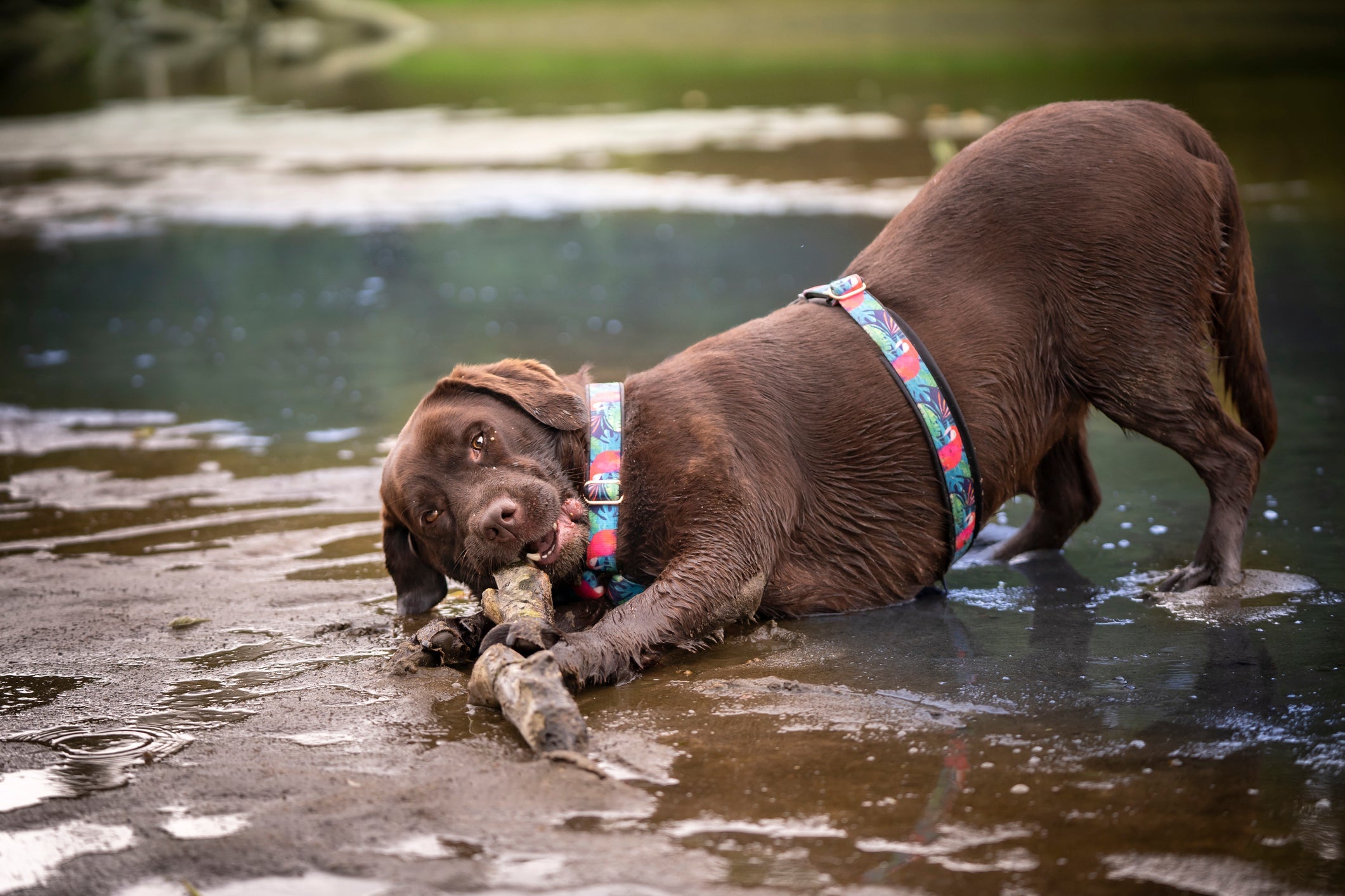 O Labrador é uma das raças de cachorro mais pacientes e divertidas