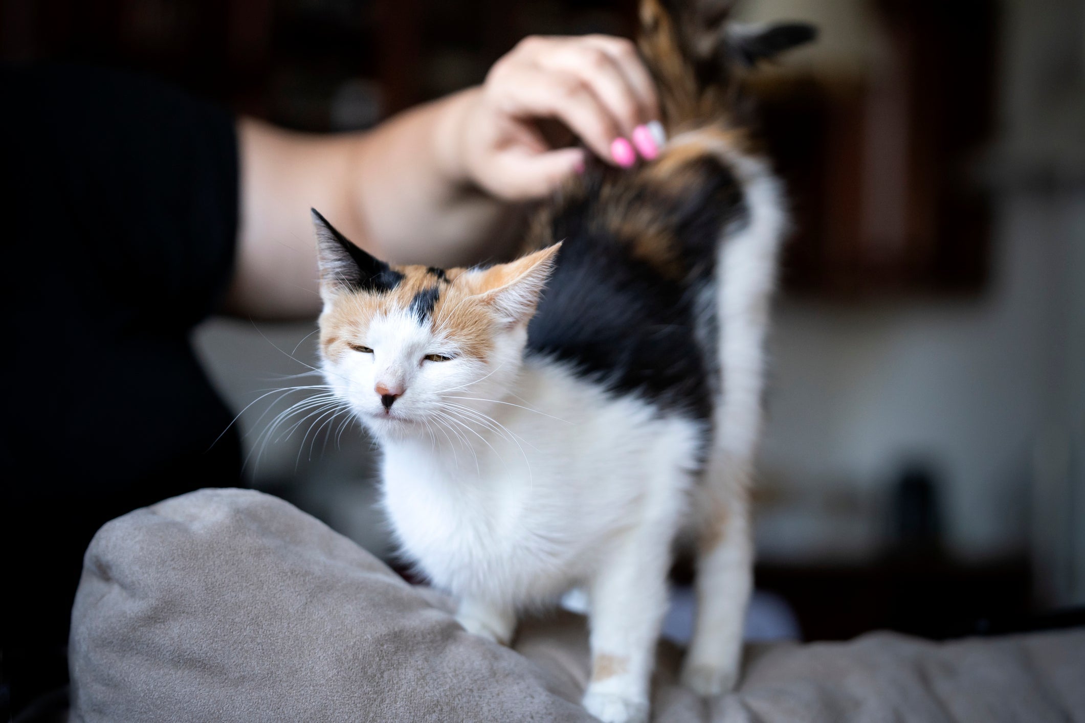 Um gato carinhoso expressa esse sentimento amassando pãozinho próximo do tutor