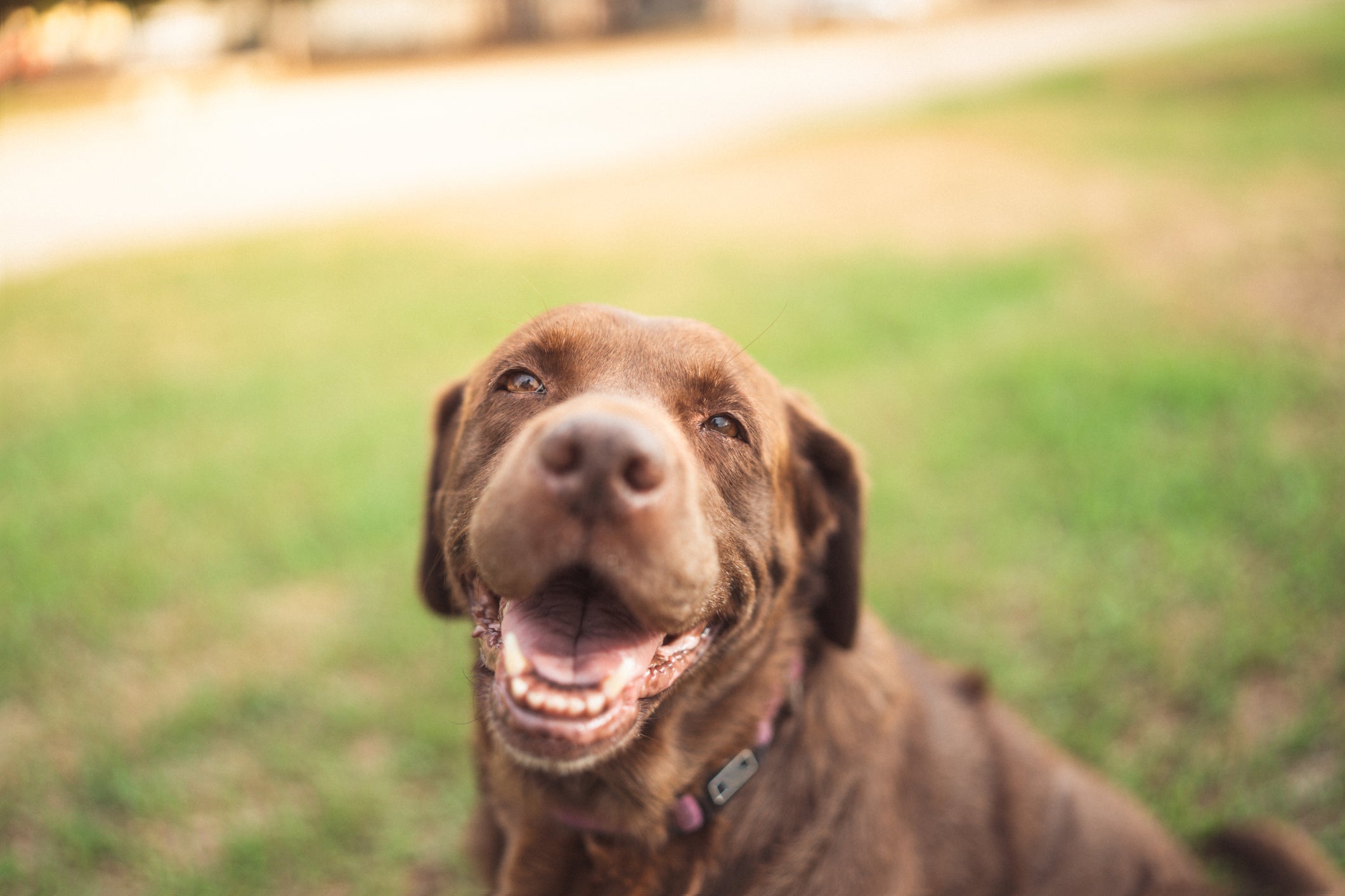 O cachorro feliz demonstra comportamentos específicos