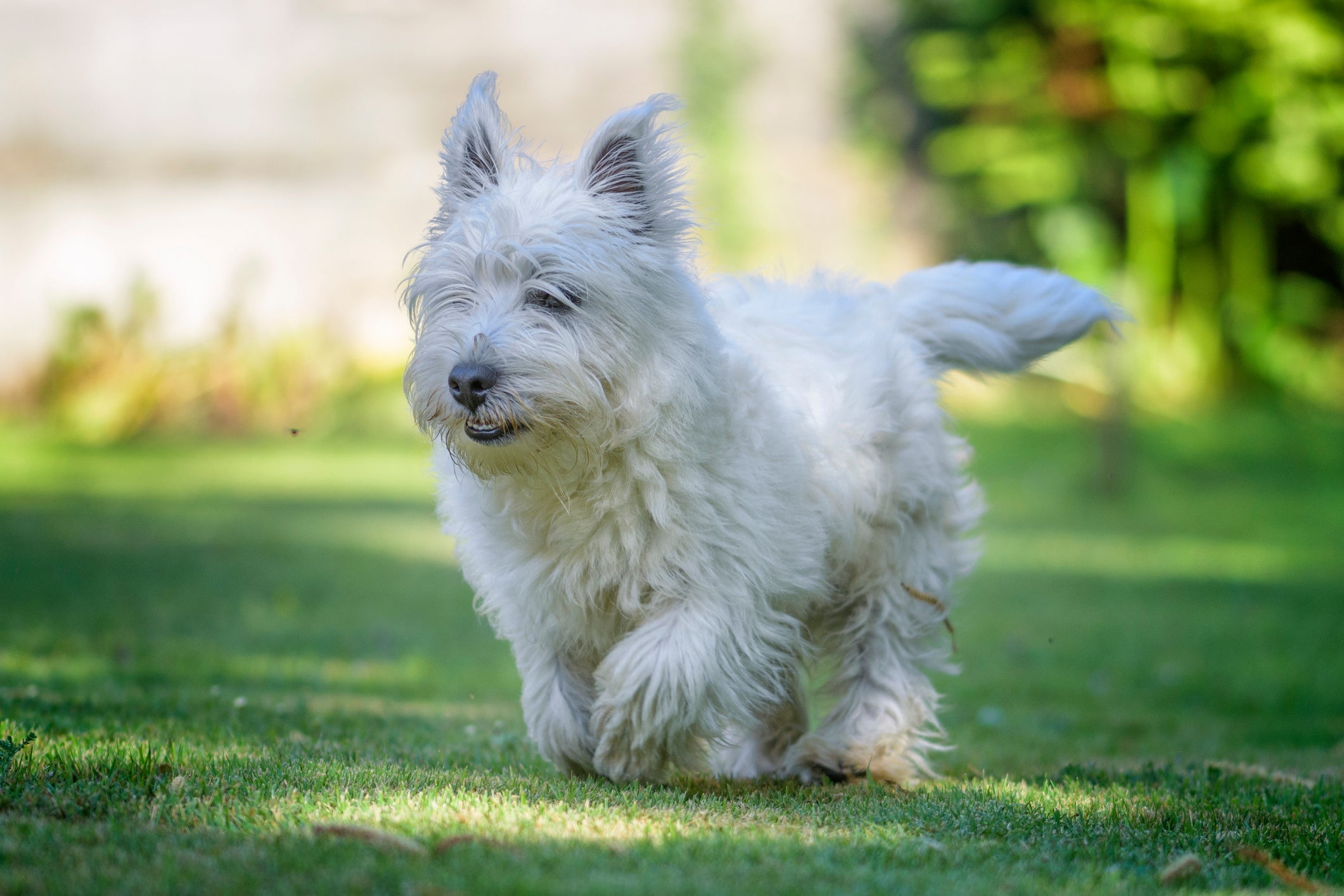 West Highland White Terrier é um cachorro que não solta pelo pequeno