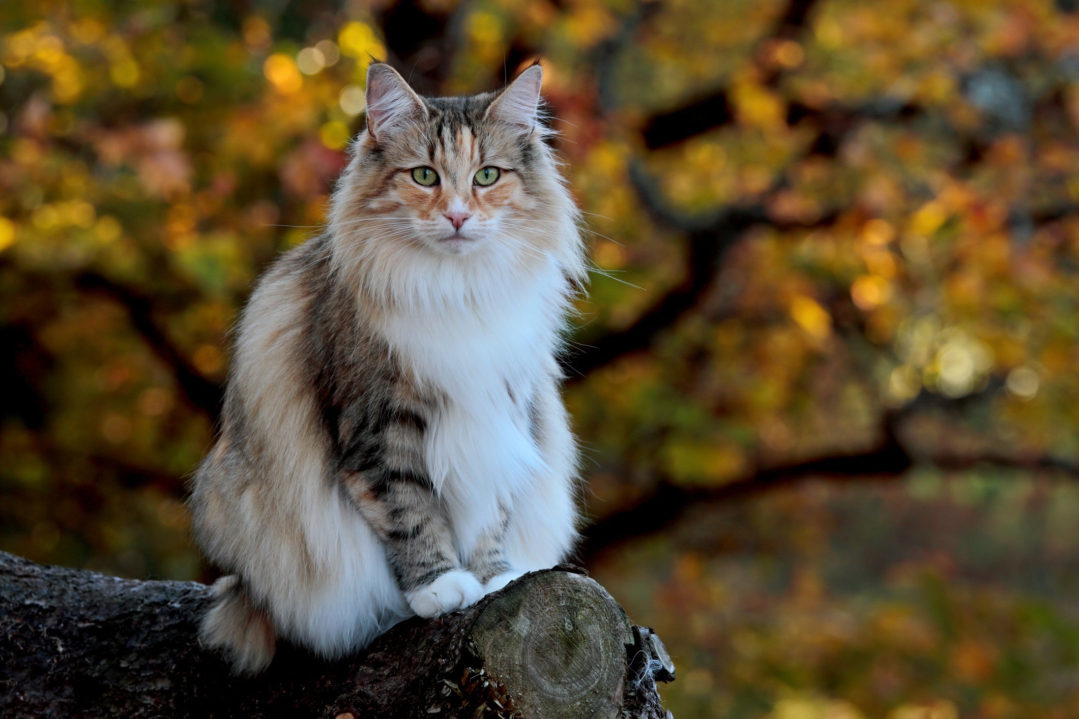 O Noruguês da Floresta é uma das raças de gato peluda