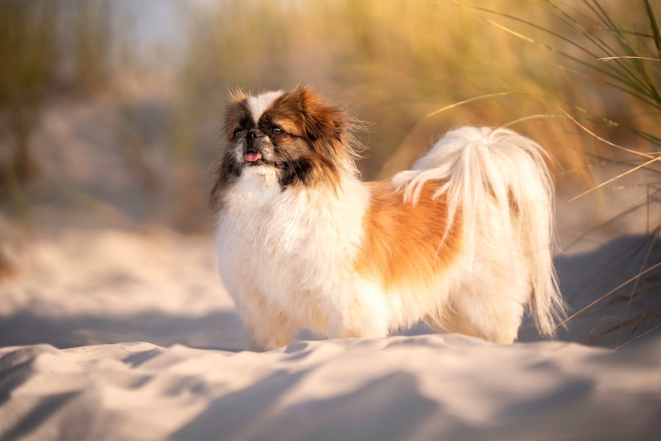 O Pequinês é uma das raças de cachorro pequeno independente