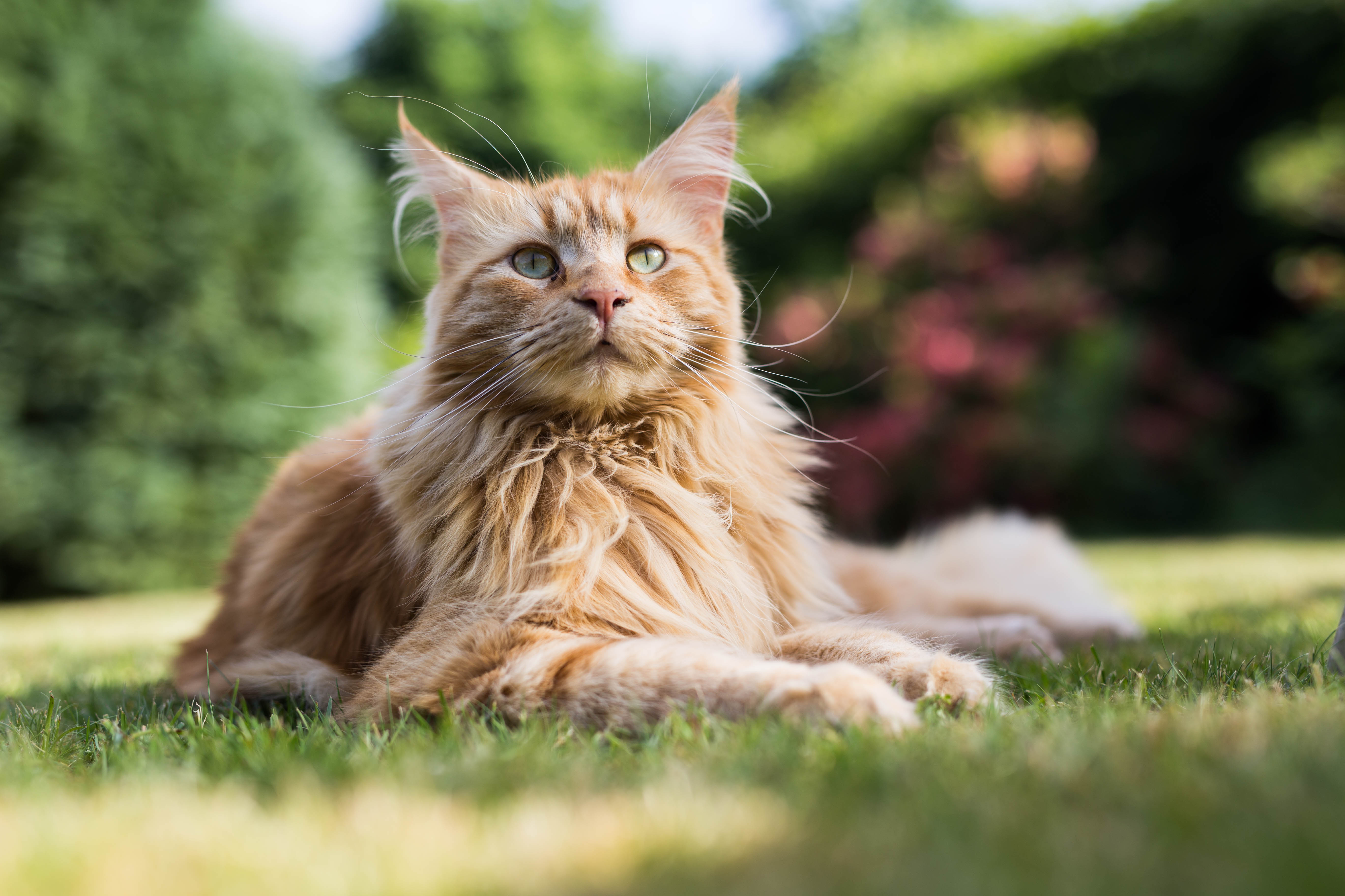 O Maine Coon é uma das raças de gato que mais sofre com a displasia