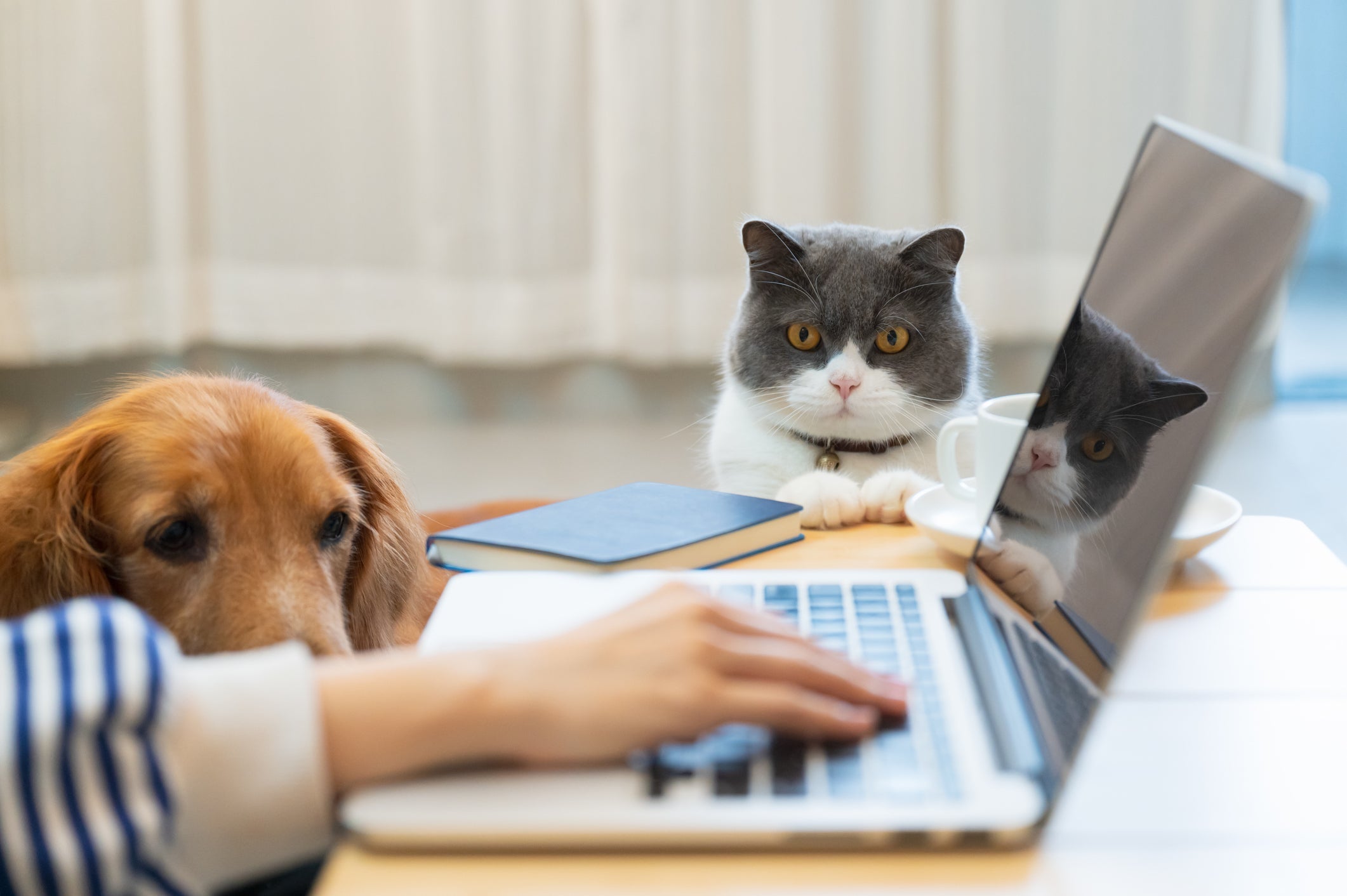Conviver com um cachorro e gato na infância influencia positivamente a carreira profissional