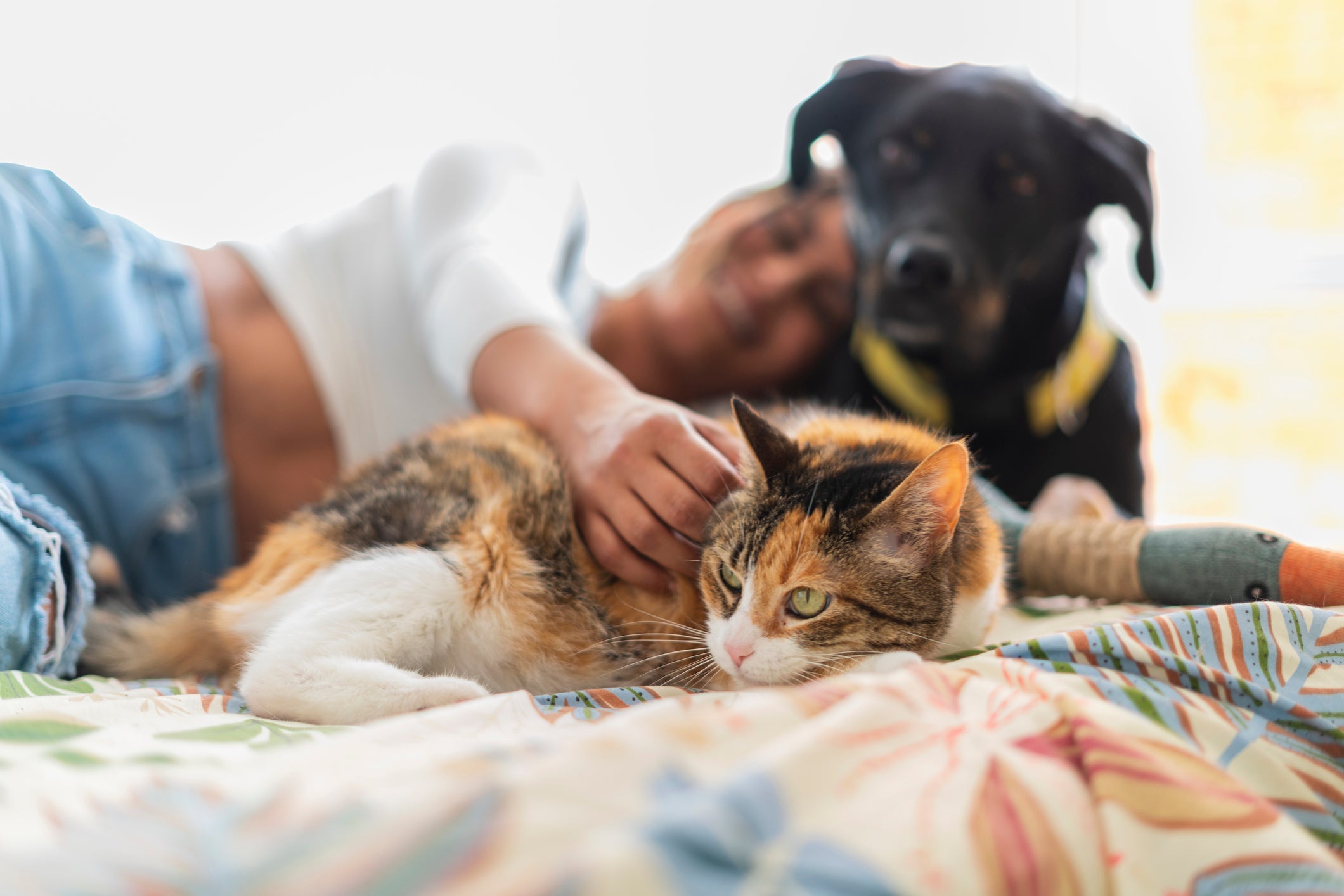 Ter um cachorro ou gato é repleto de benefícios para os humanos