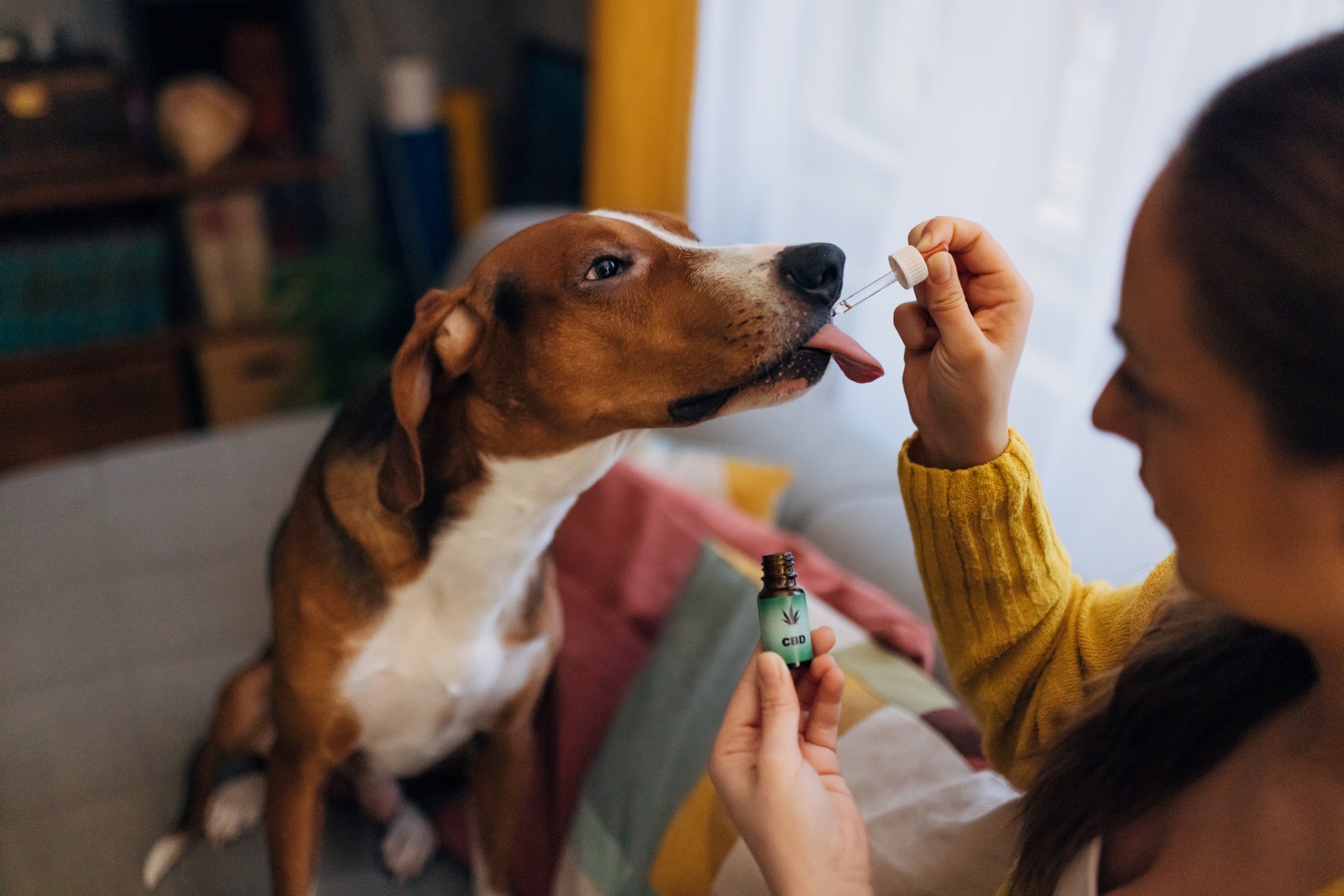 A cannabis pode ser utilizada no tratamento de câncer, doenças neurológicas e ortopédicas