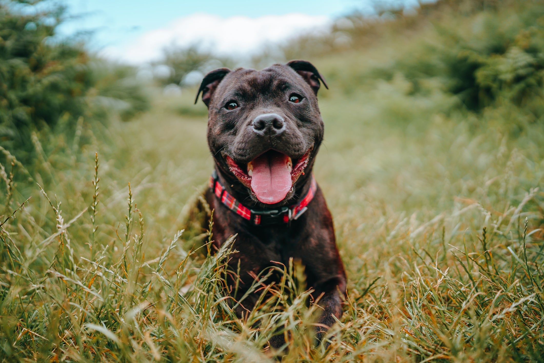 O Pitbull é um cachorro muito forte