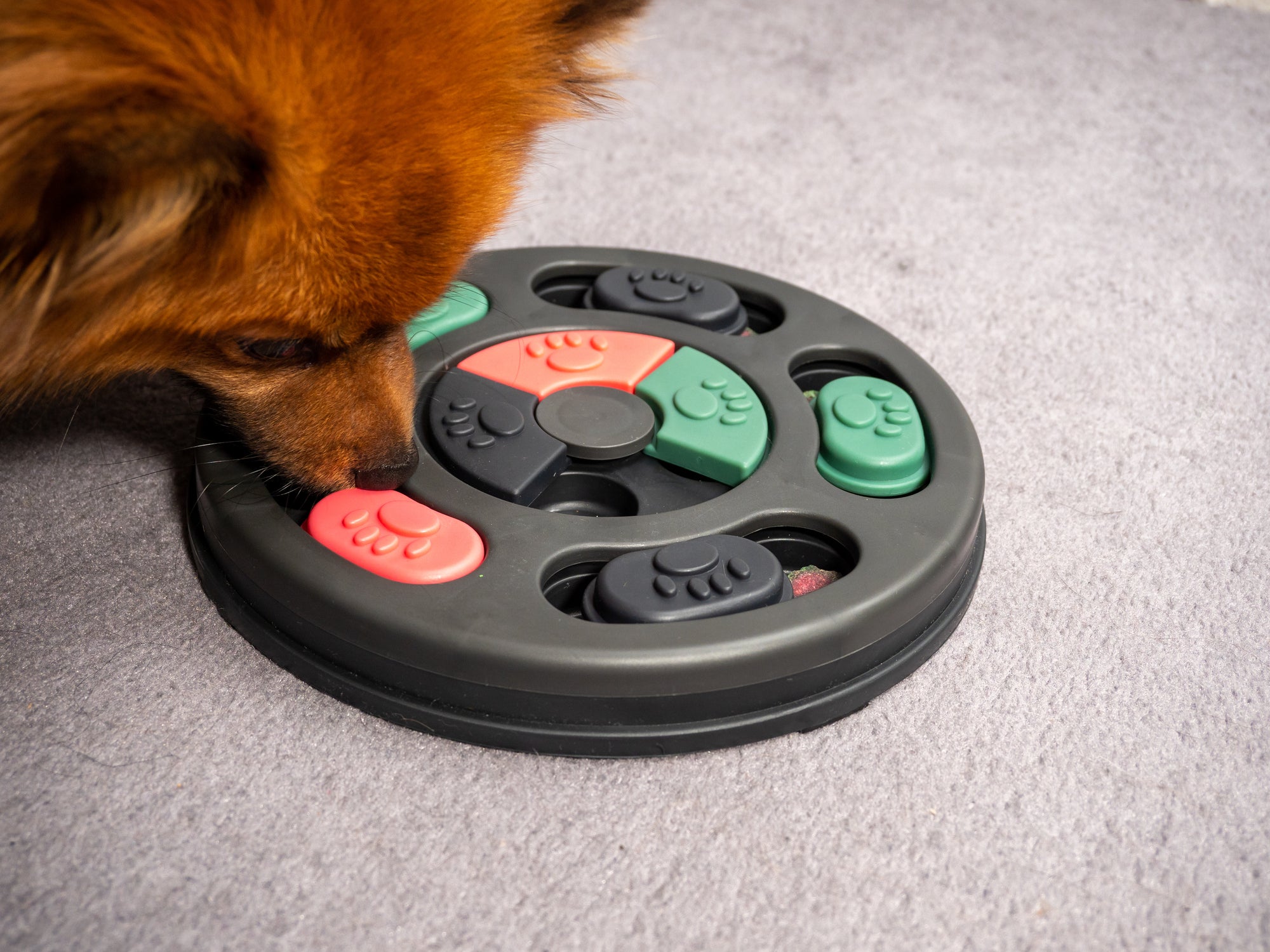 Os brinquedos interativos para cachorro fazem bem para a saúde física e mental do pet