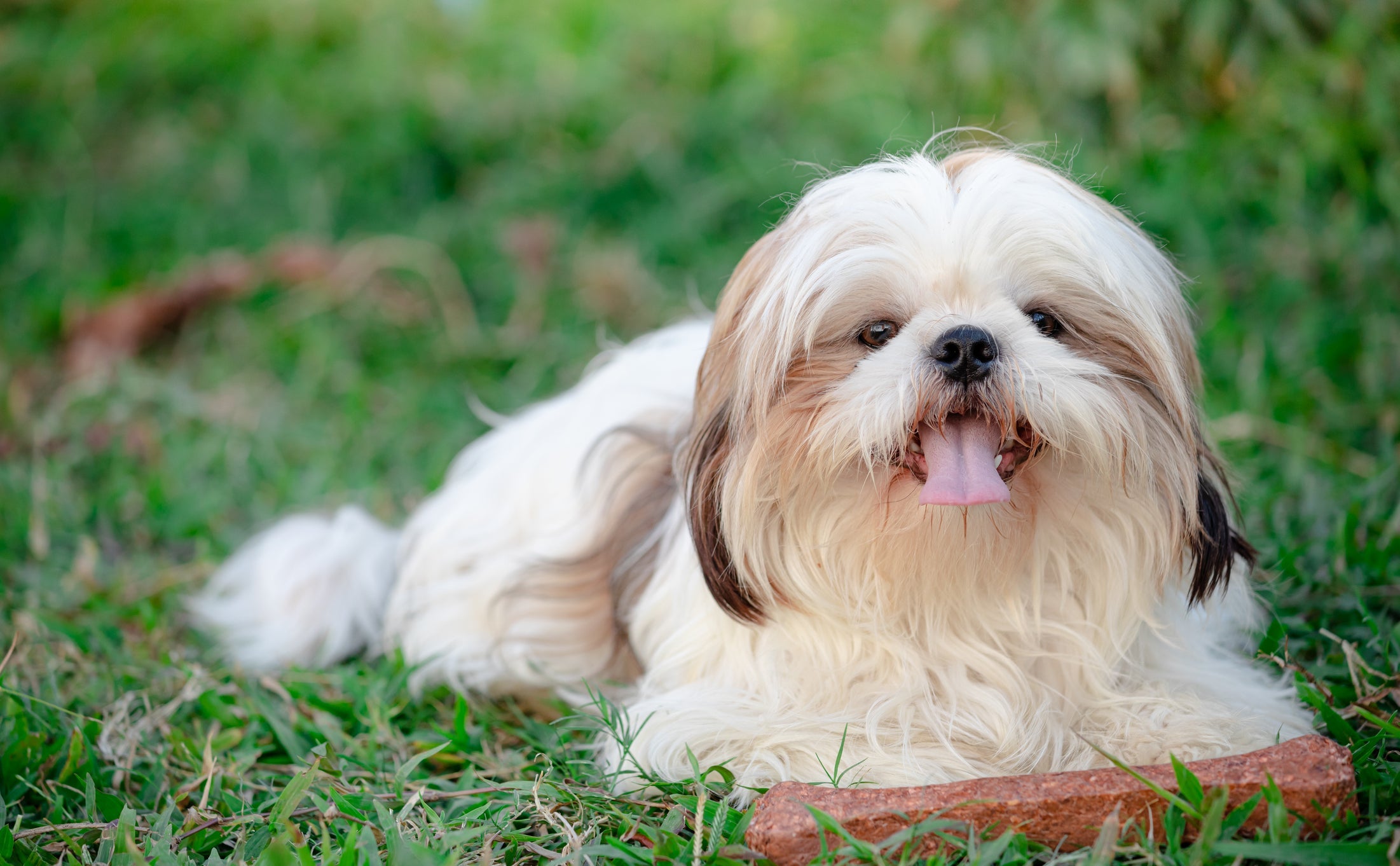 Qual a melhor raça de cachorro para se ter em apartamento? Shih Tzu!