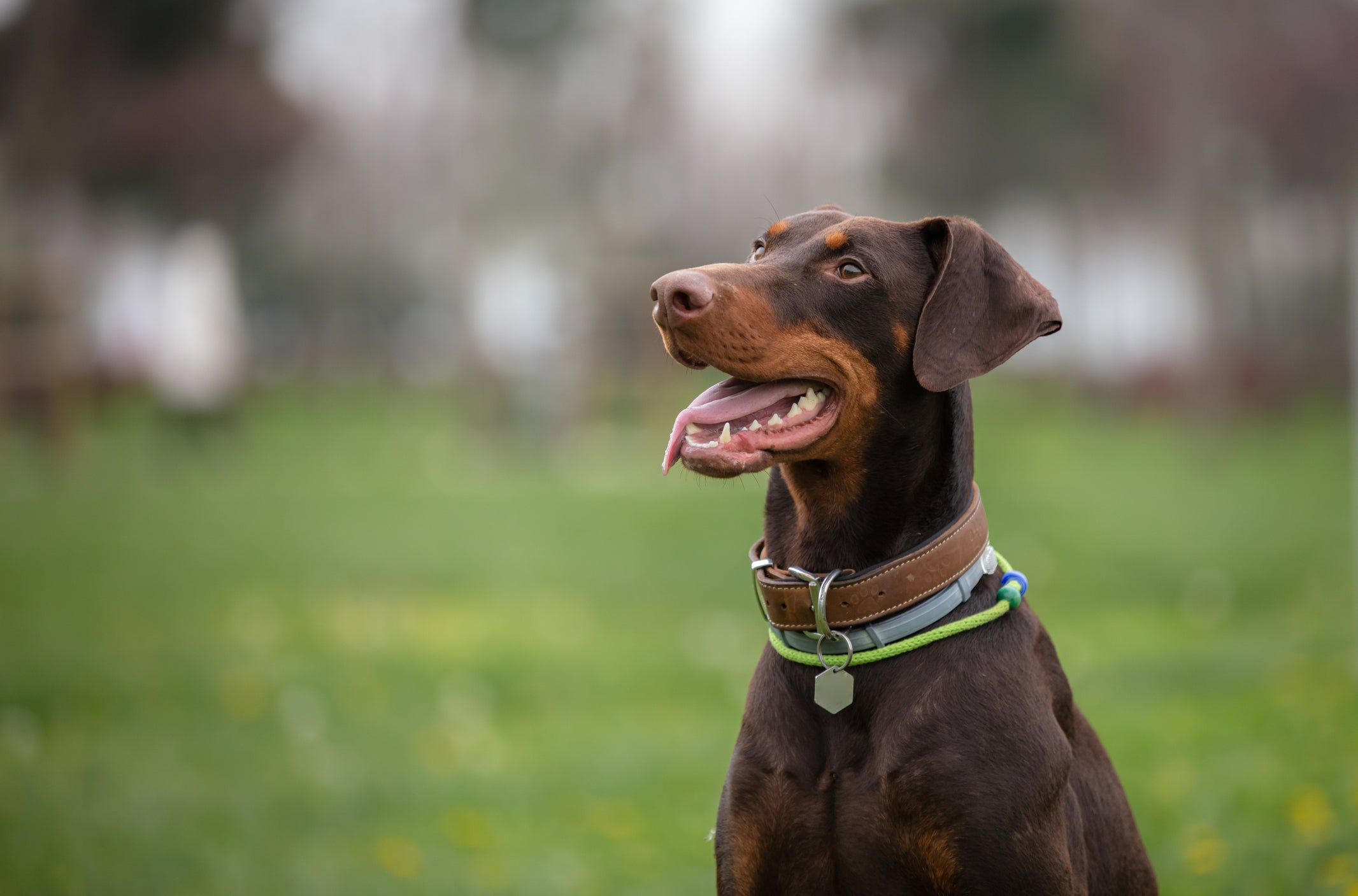 O Doberman está sempre em alerta