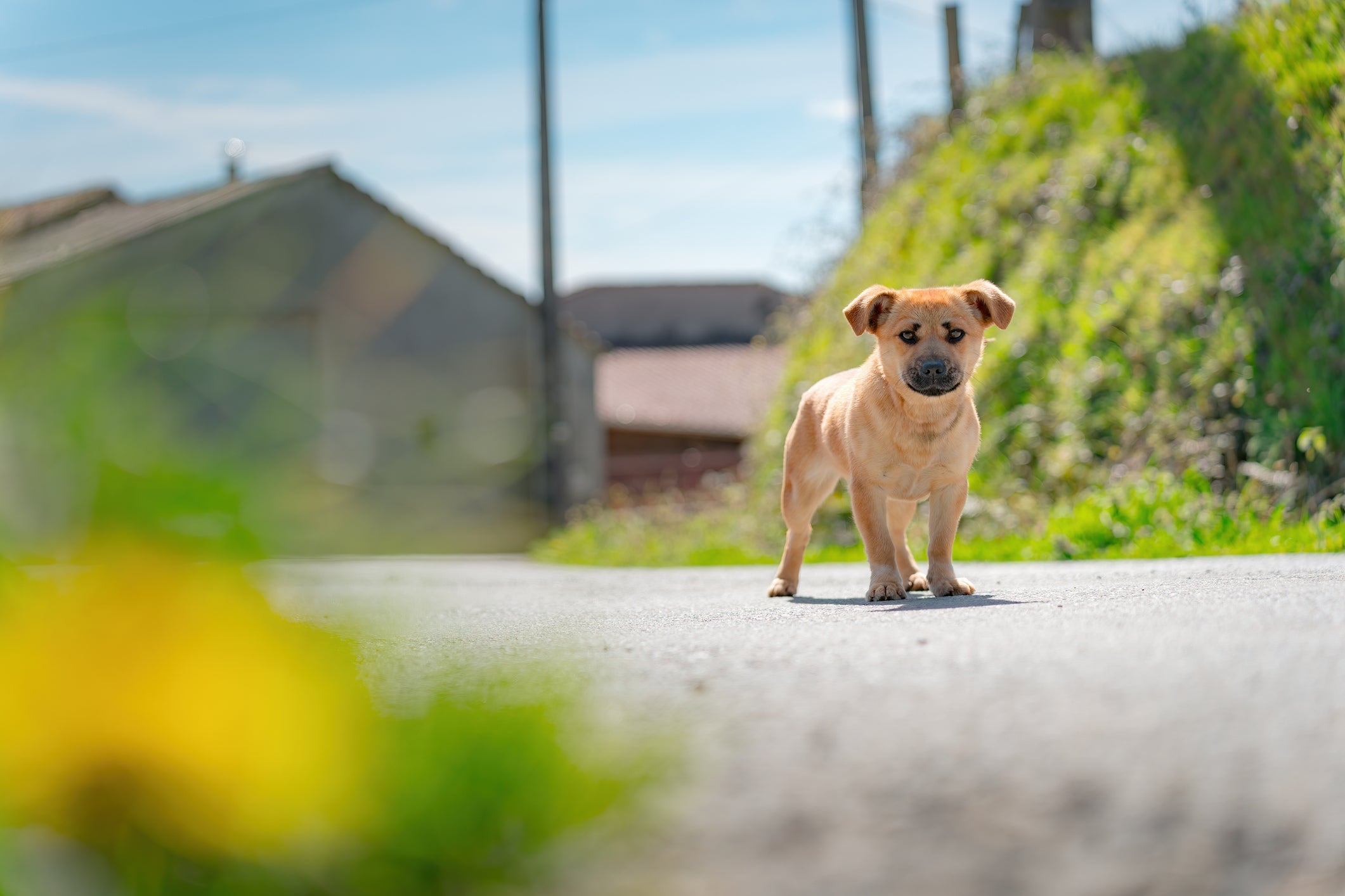 Cachorros perdidos podem encontrar o caminho de volta para casa por meio do campo magnético da Terra