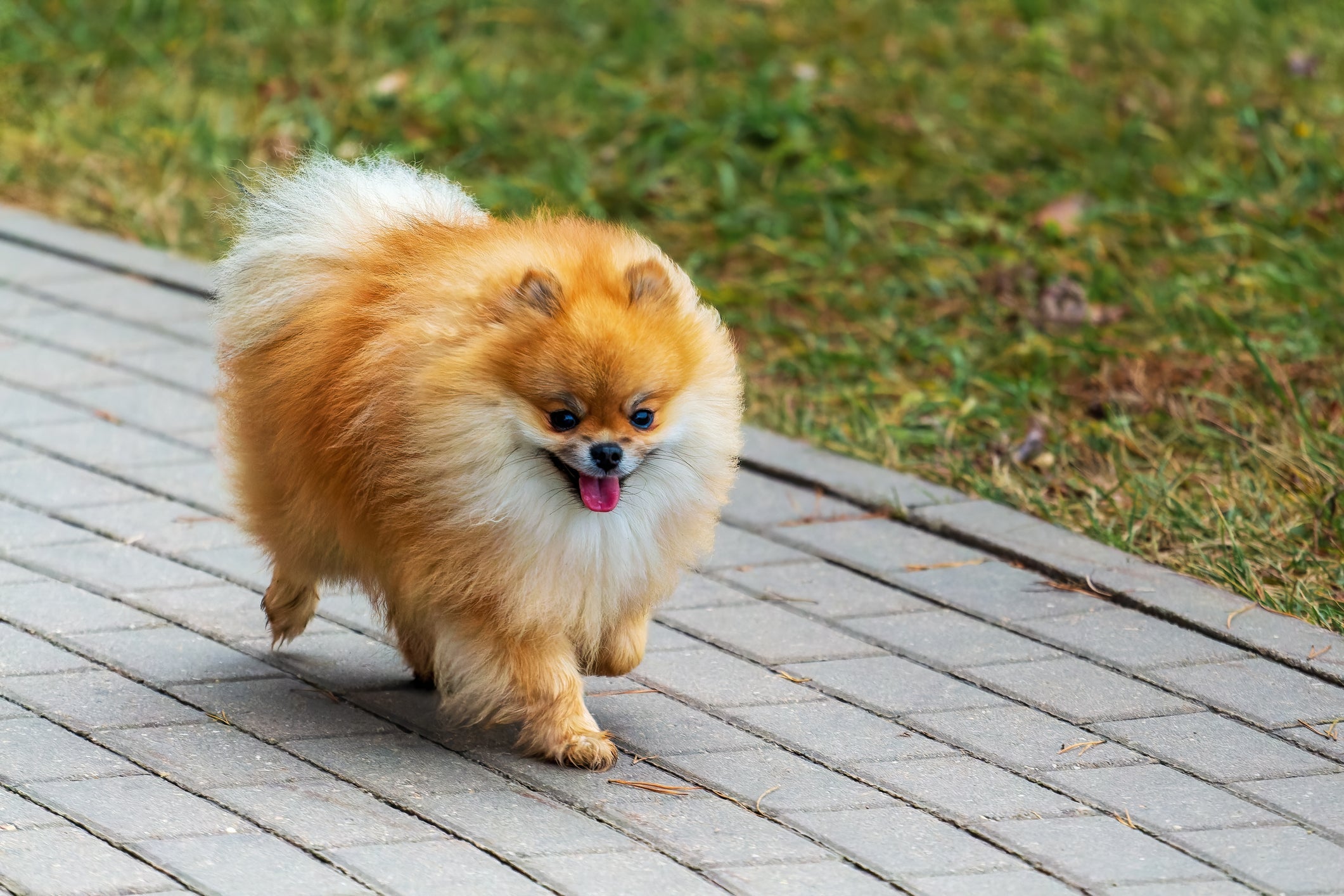O Lulu da Pomerânia é uma das raças de cachorro pequeno que parecem um leão