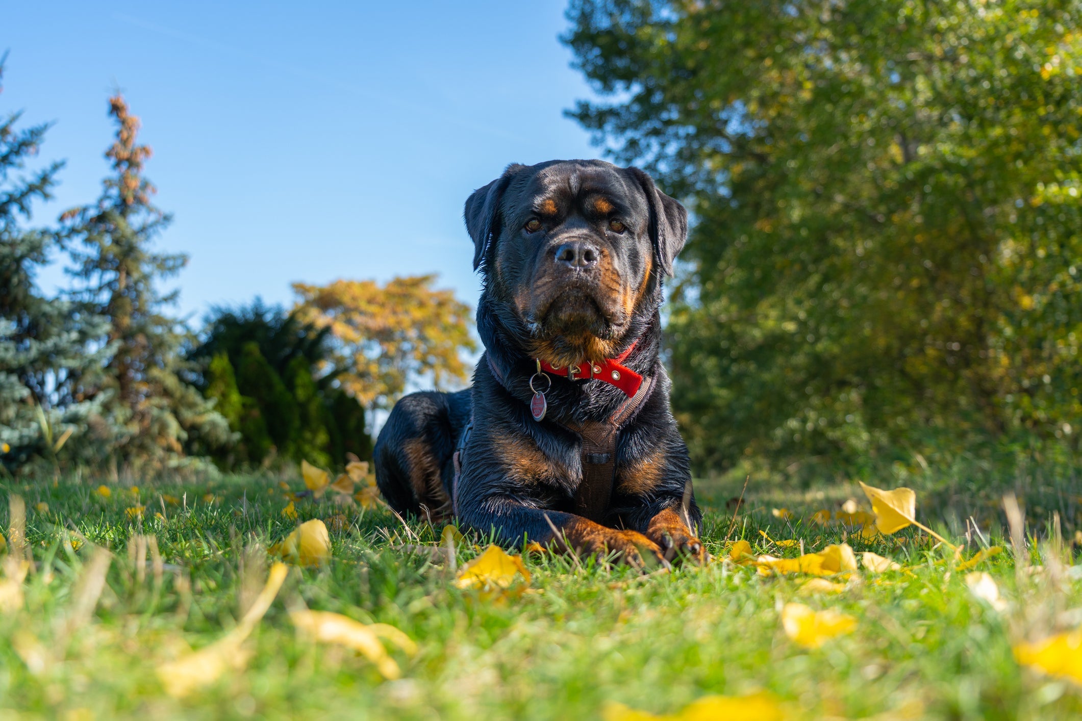 Apesar de não ser o cachorro mais inteligente do mundo, o Rottweiler é muito esperto