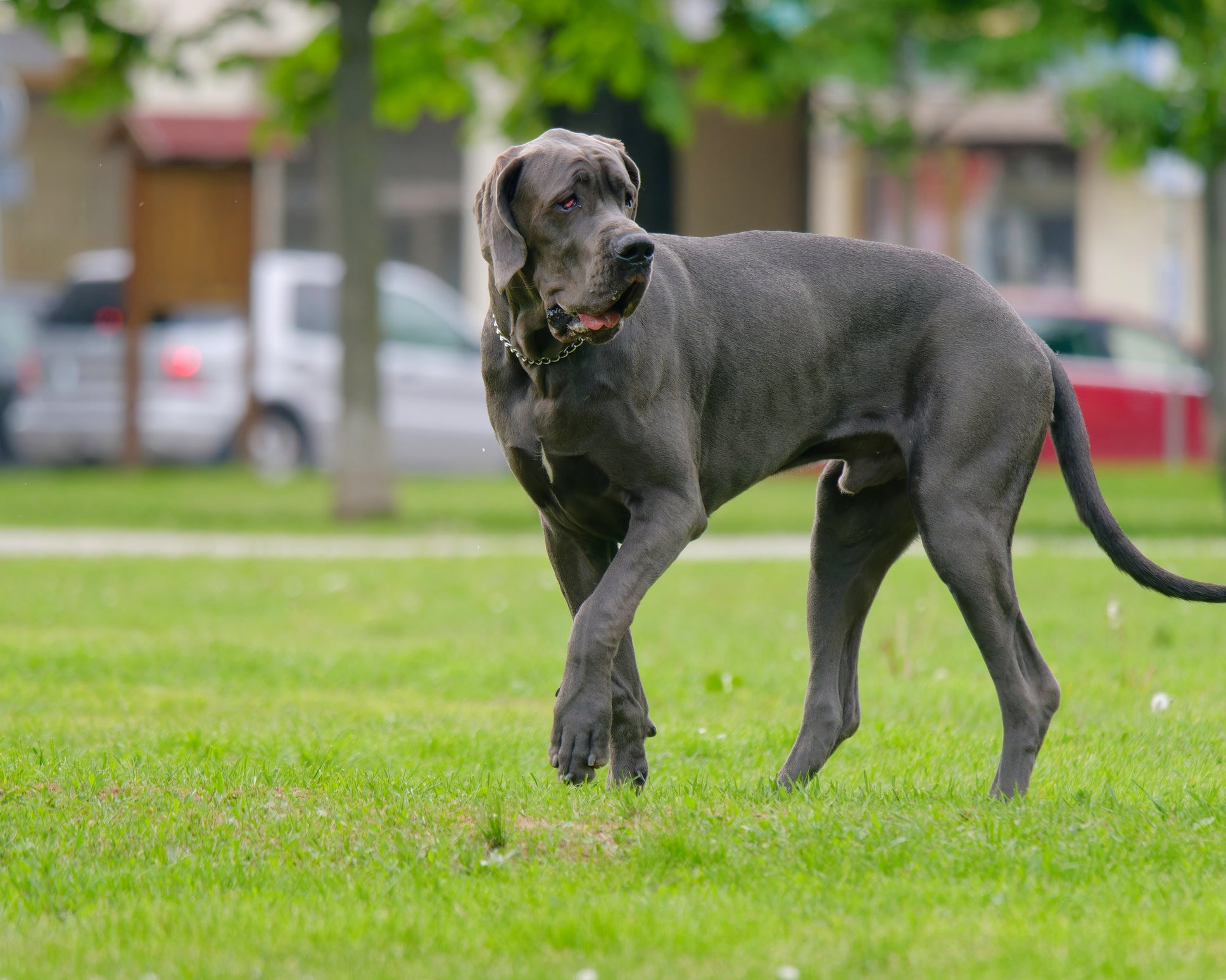 O Dogue Alemão é um cachorro gigante que precisa comer muita ração
