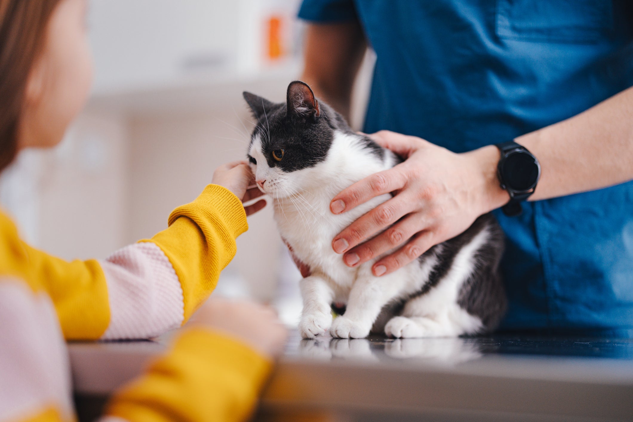 A ozonioterapia em gatos é indicada como tratamento complementar para diversas doenças