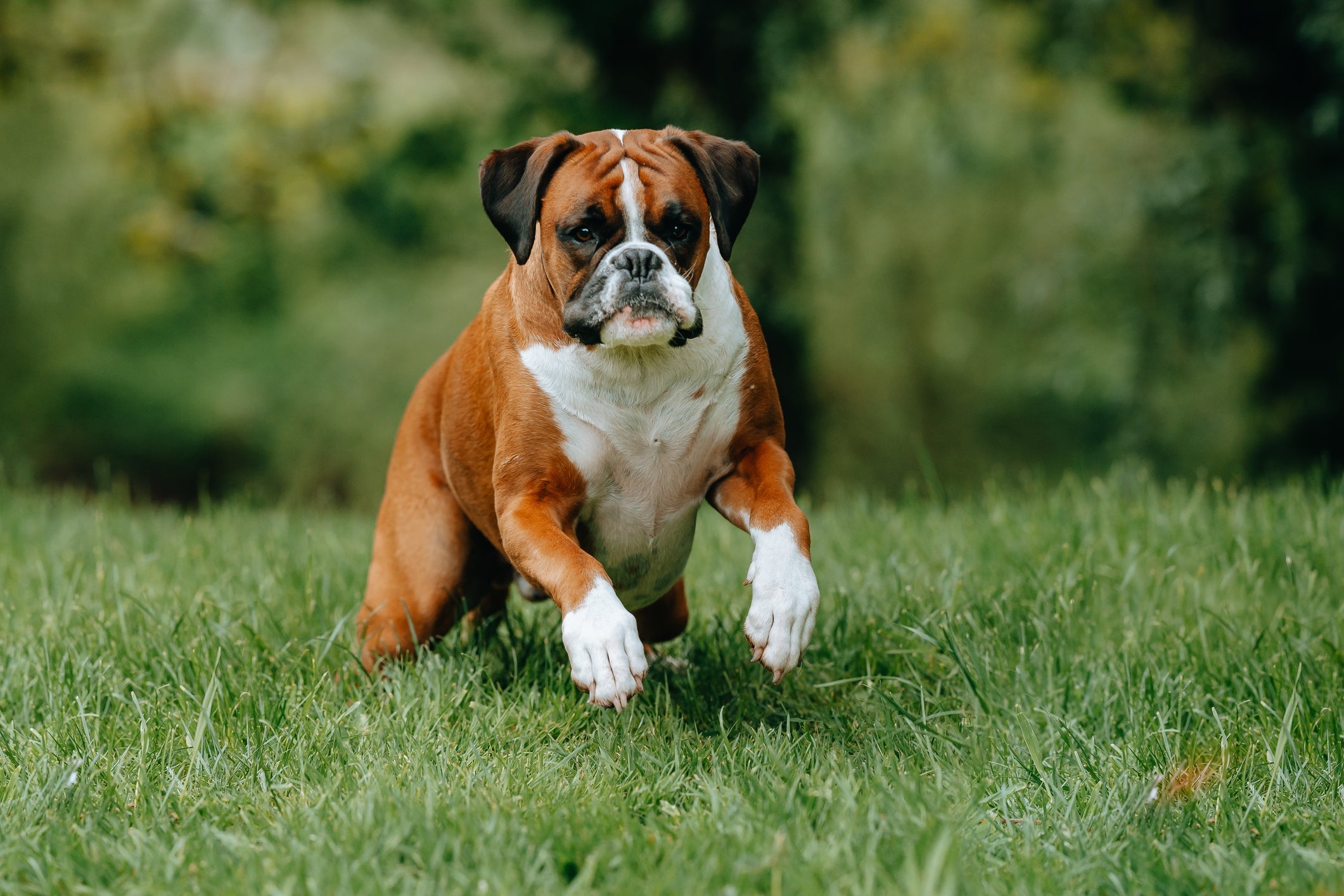 O Boxer é uma das raças de cachorro mais energéticas