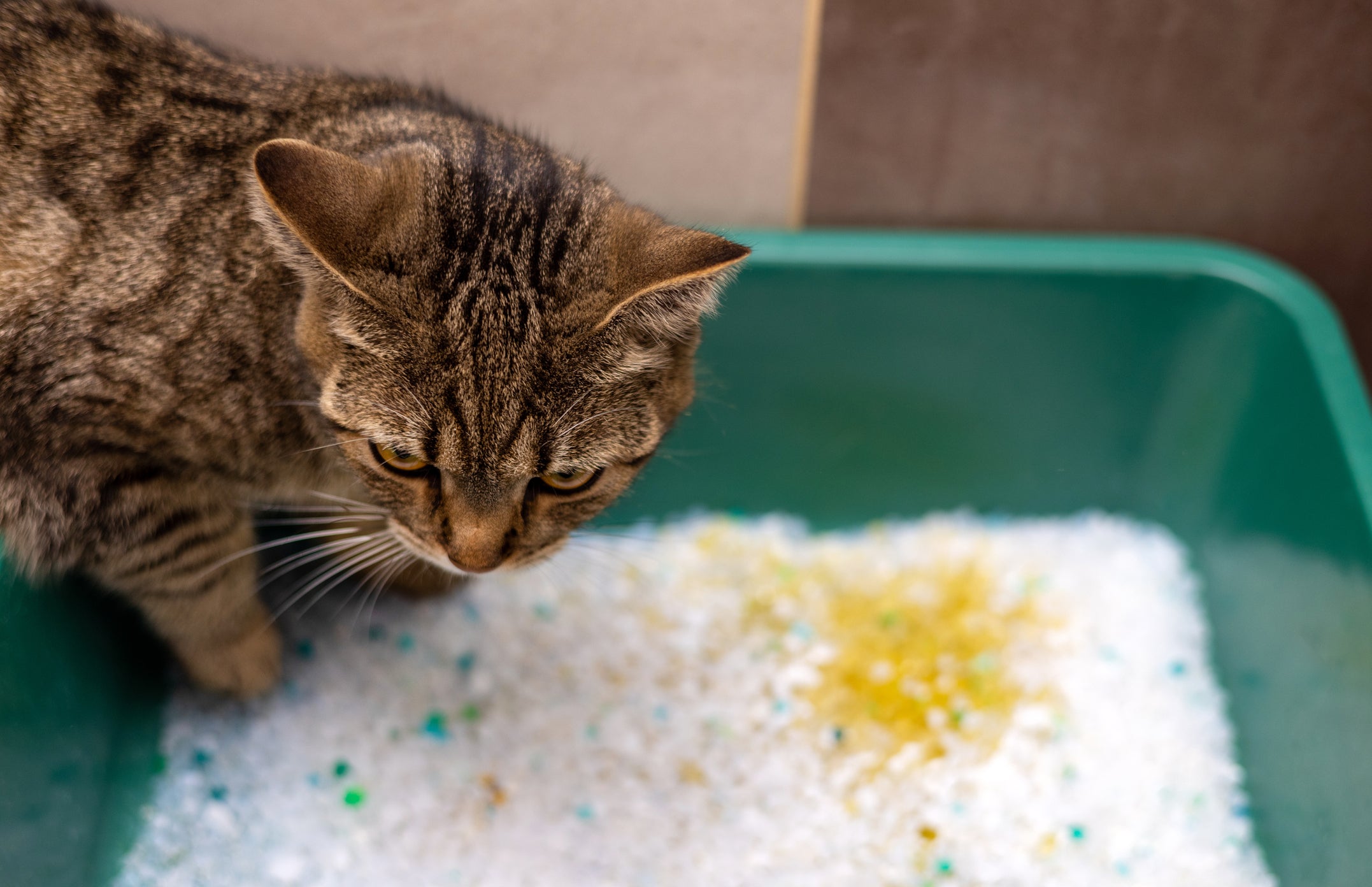 A areia sílica para gatos é uma das preferidas dos felinos 