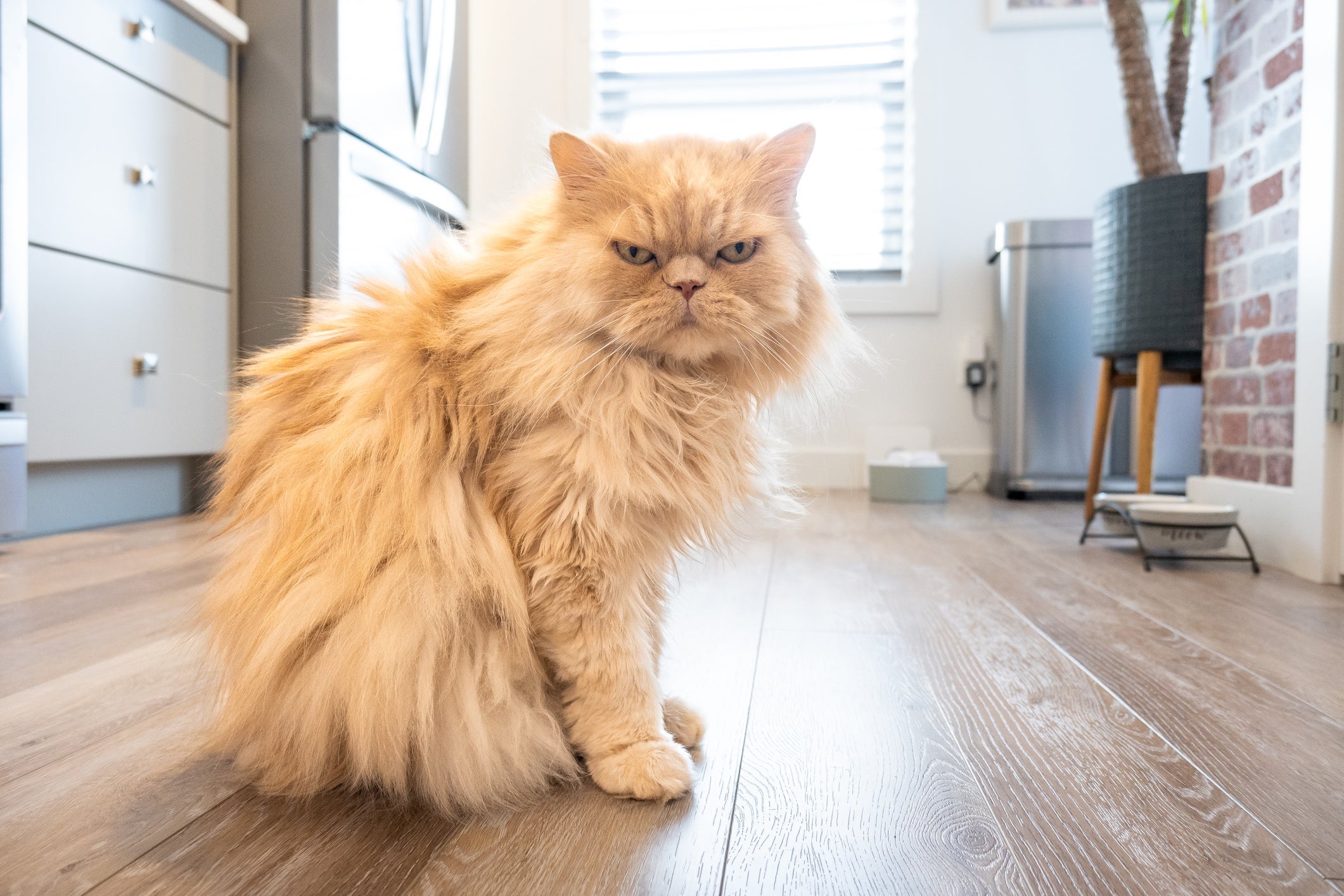 O Persa é uma das raças de gato braquicefálico