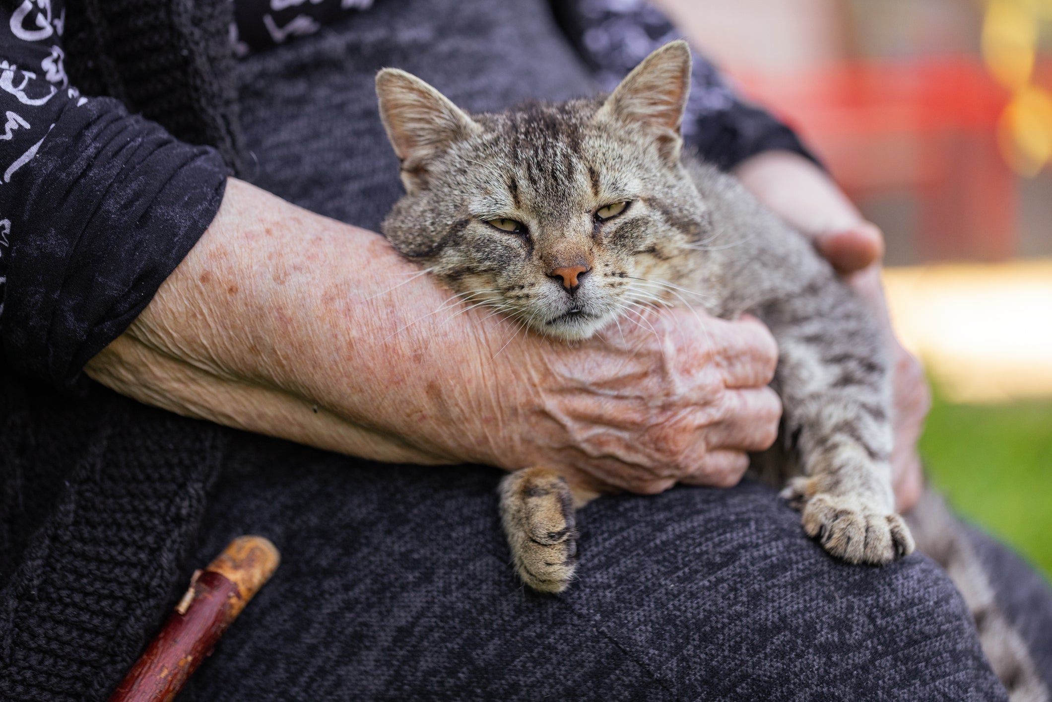 Animal de suporte emocional: gatos podem desempenhar esse papel na vida de quem precisa