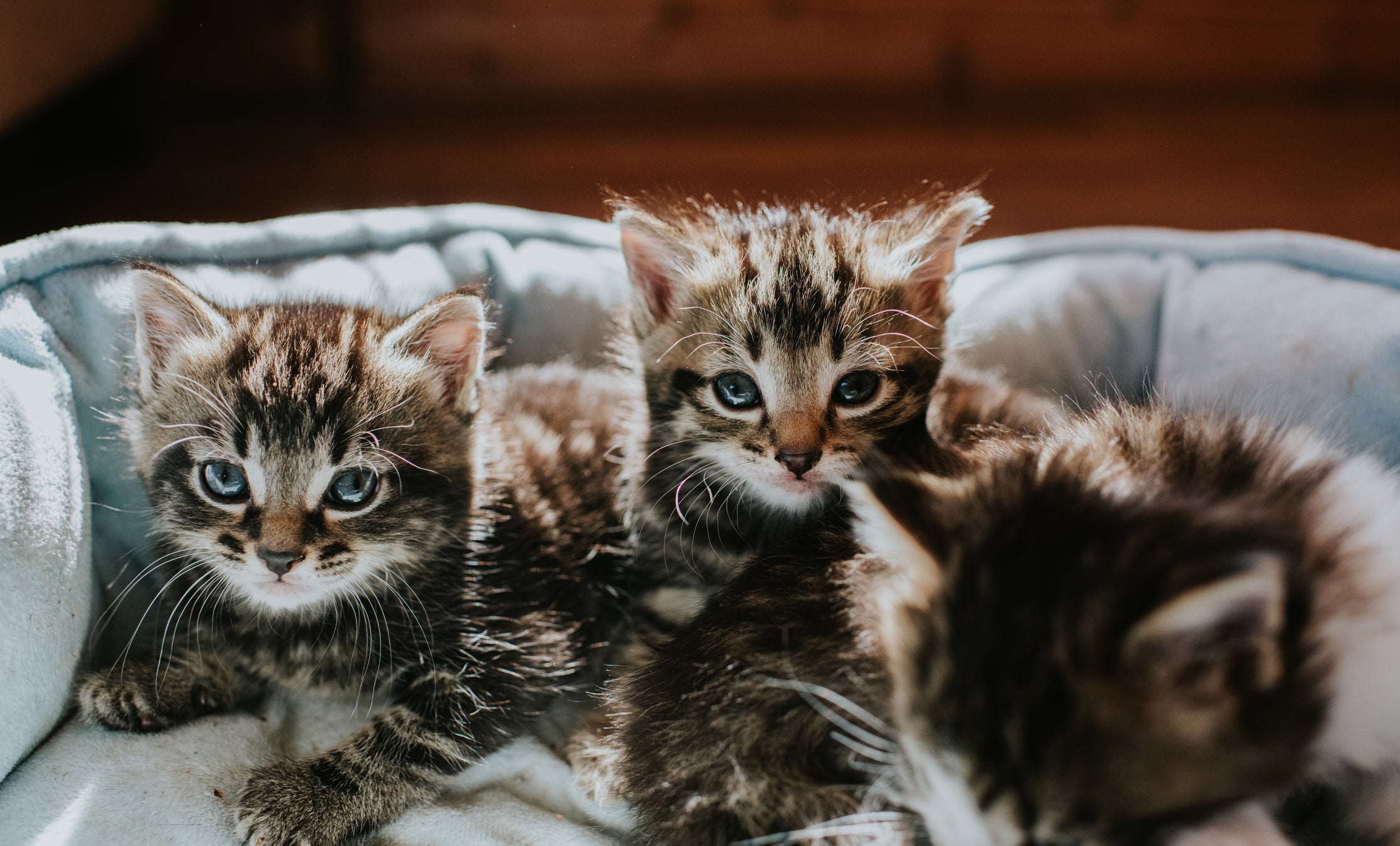 Sonhar com gatos e filhotes na maioria das vezes indica algo positivo 