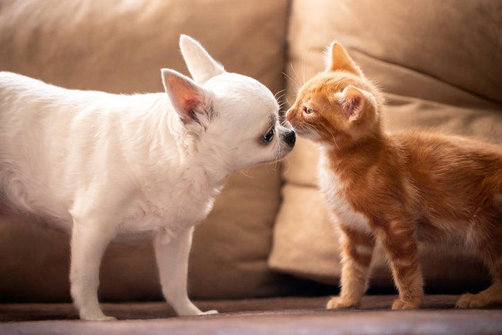 Como acostumar cachorro com gato: Controle do ambiente é fundamental