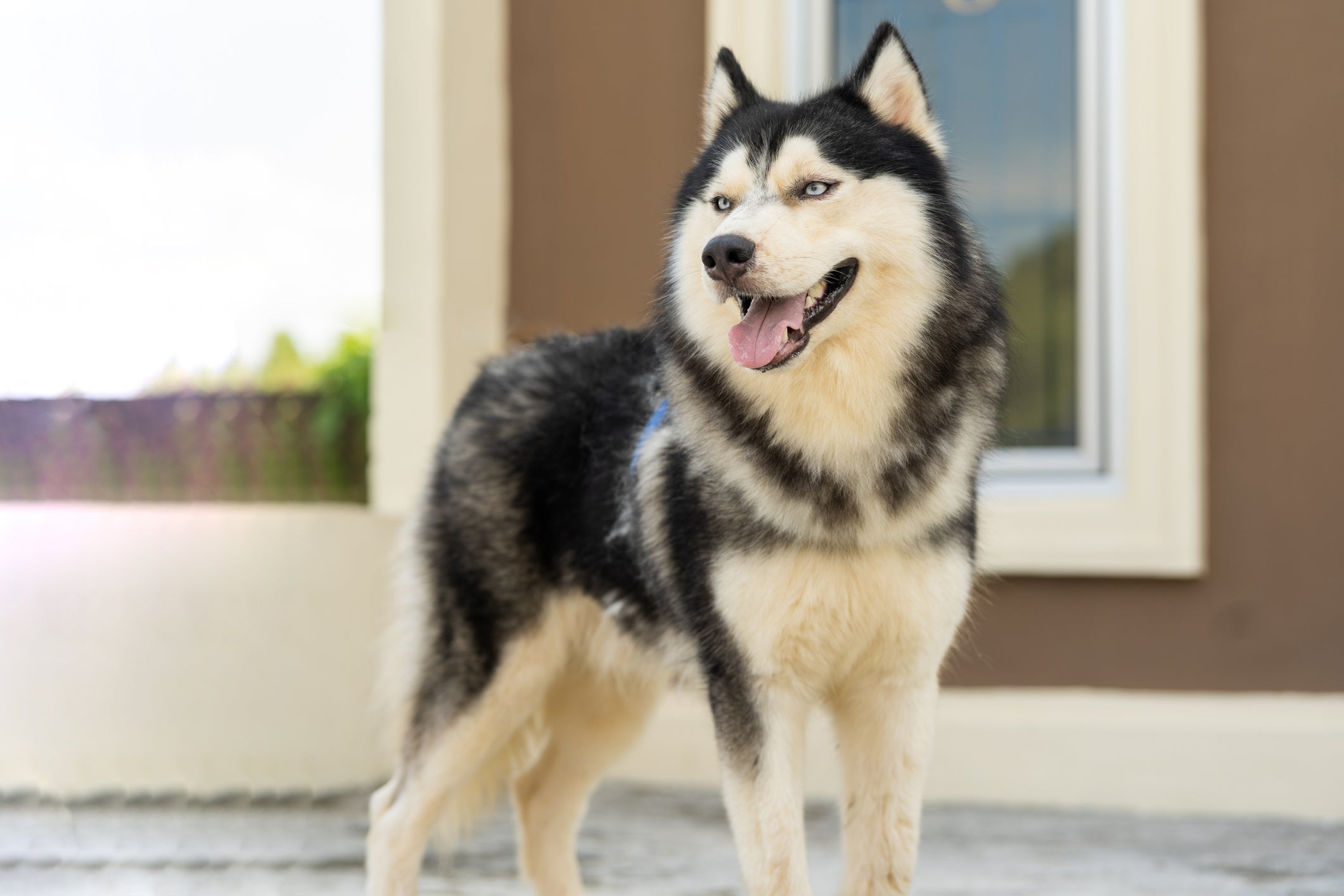 O Husky Siberiano é uma das raças de cachorro que apresenta pelagem dupla