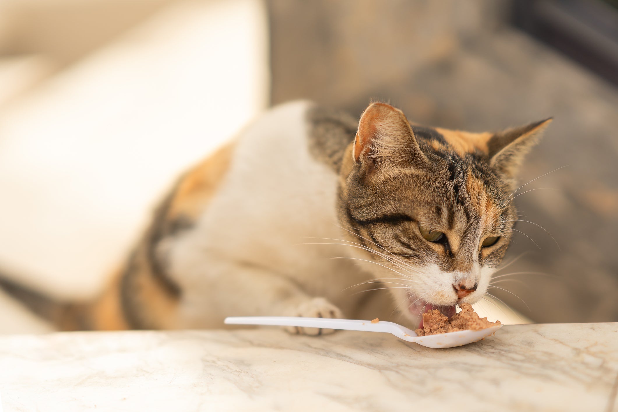 O que gato pode comer sem preocupação? Os sachês para gatos!