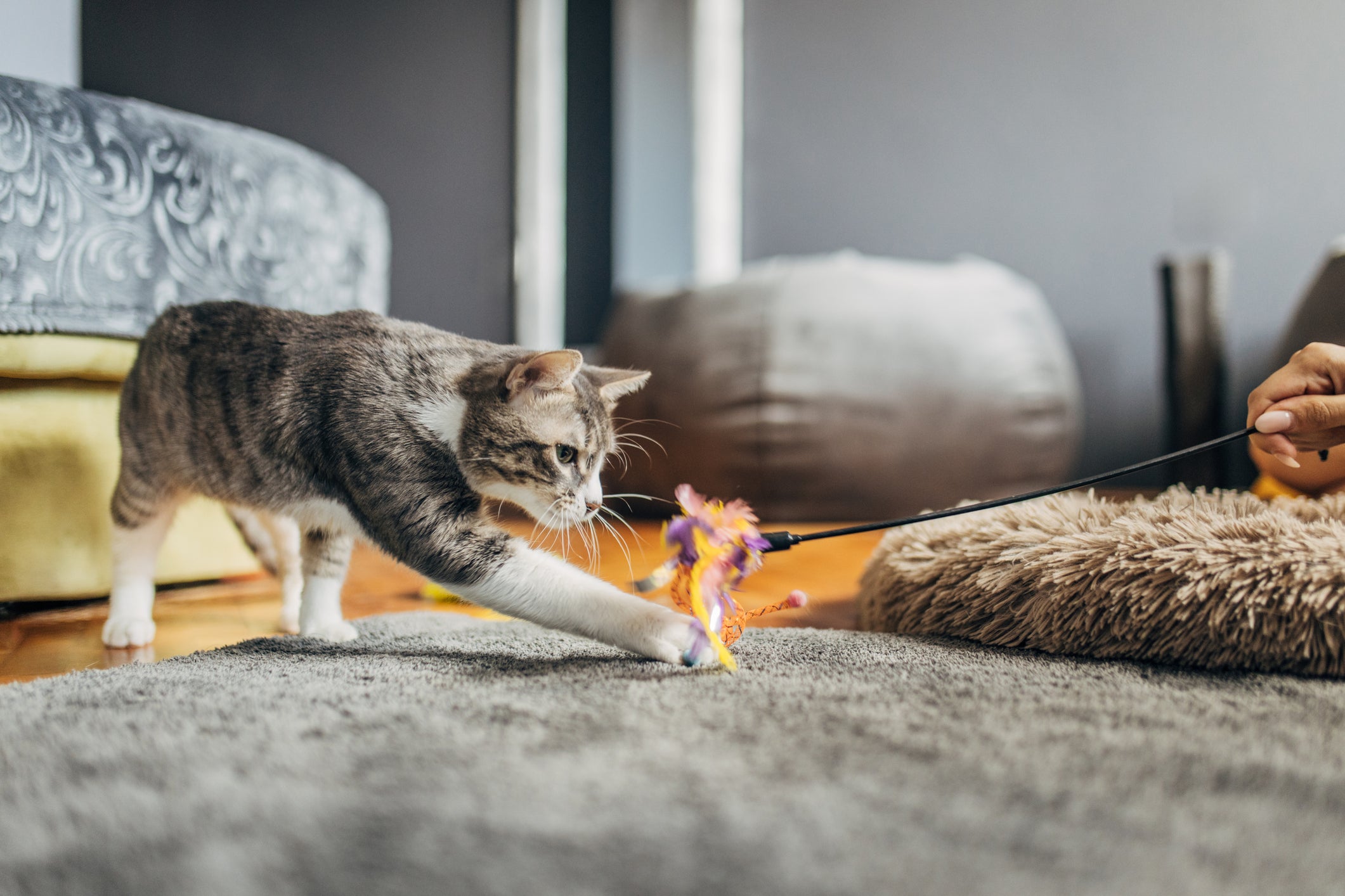 Gatos são animais que gostam de rotina