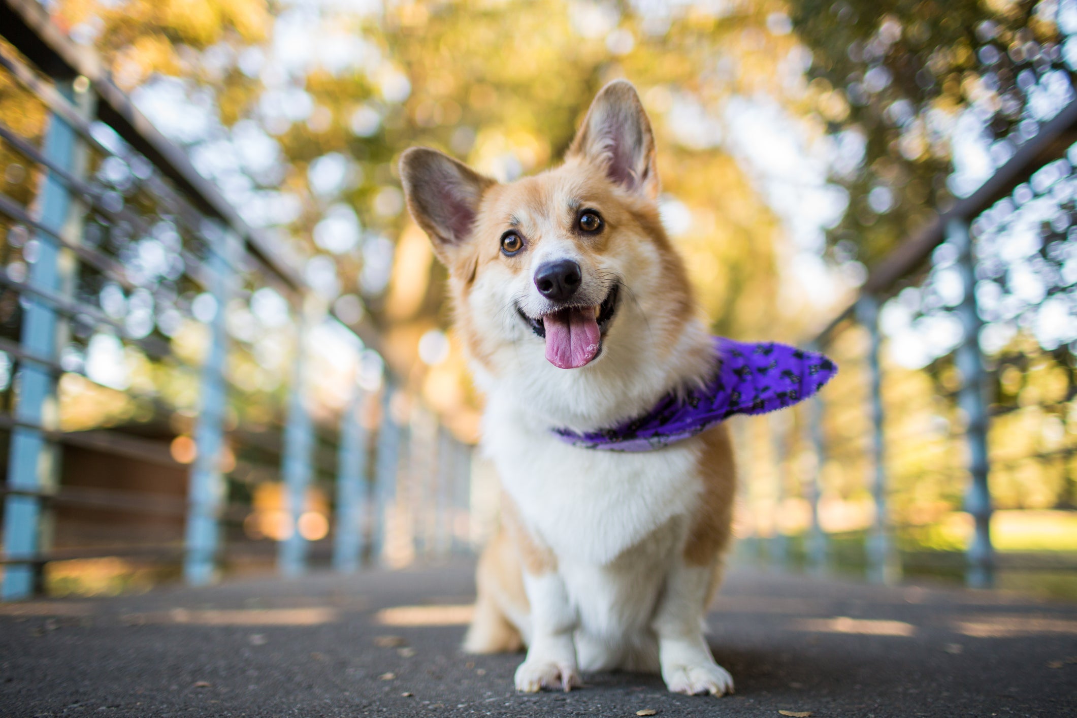O Corgi é uma raça de cachorro pequena sociável e carinhosa