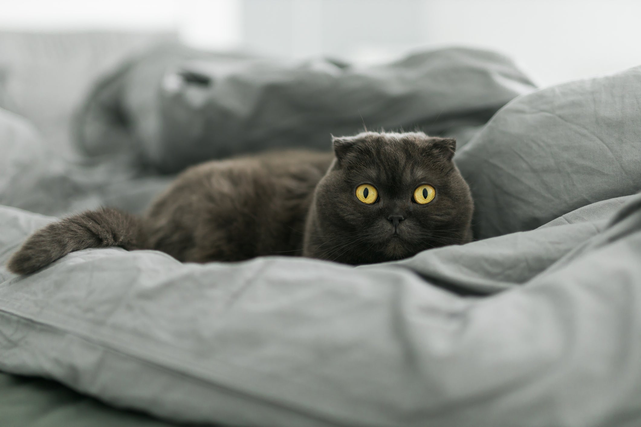 As orelhas curvadas deixam o Scottish Fold com uma aparência bem fofa