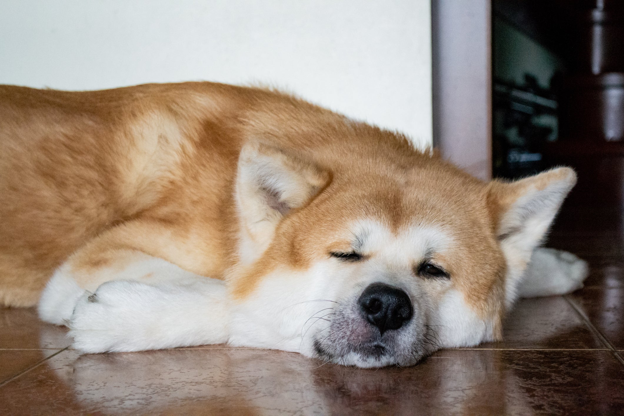 O Akita faz parte das raças de cachorro que são calmas e silenciosas