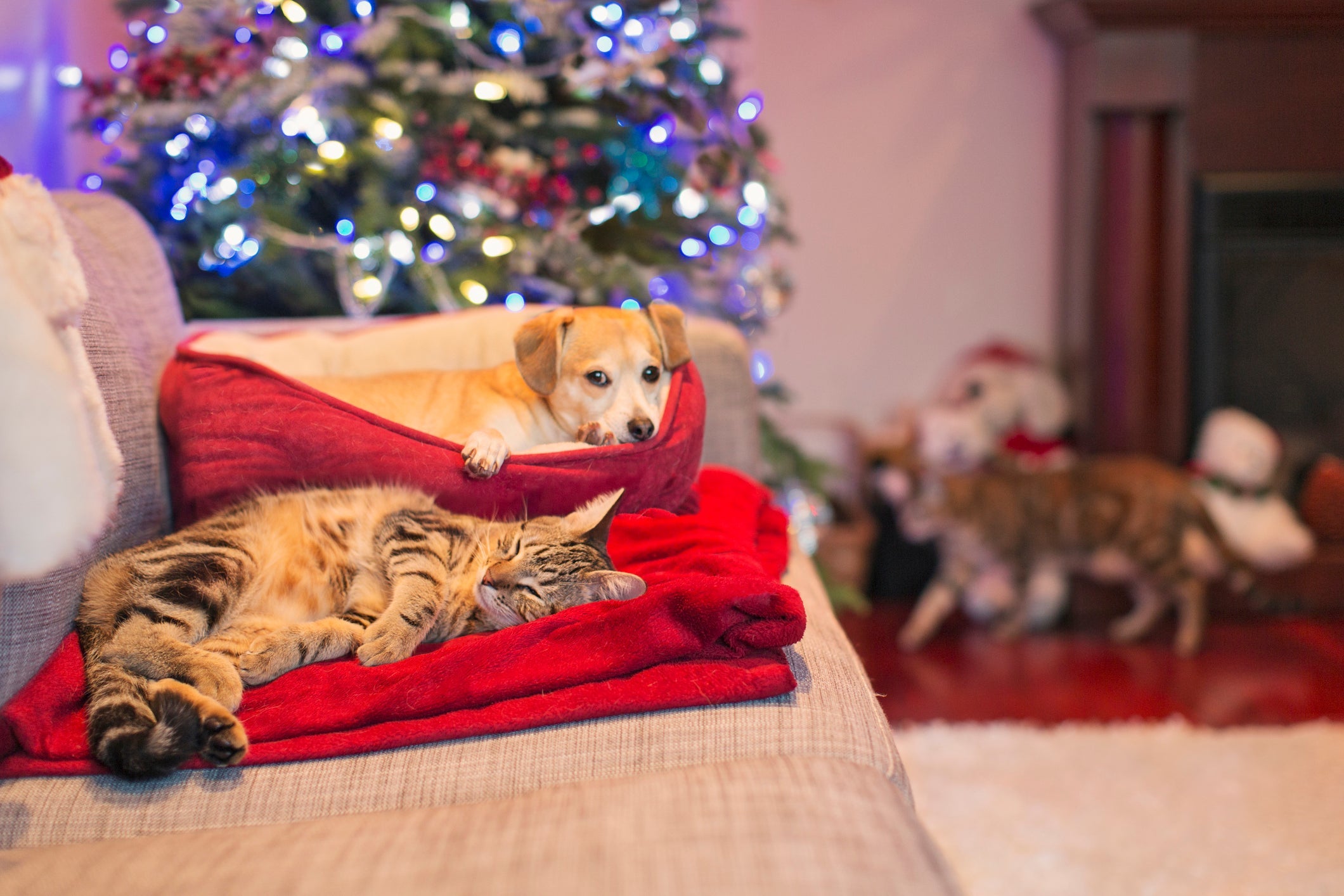 Preparar um cantinho confortável para os pets é fundamental para o bem-estar deles