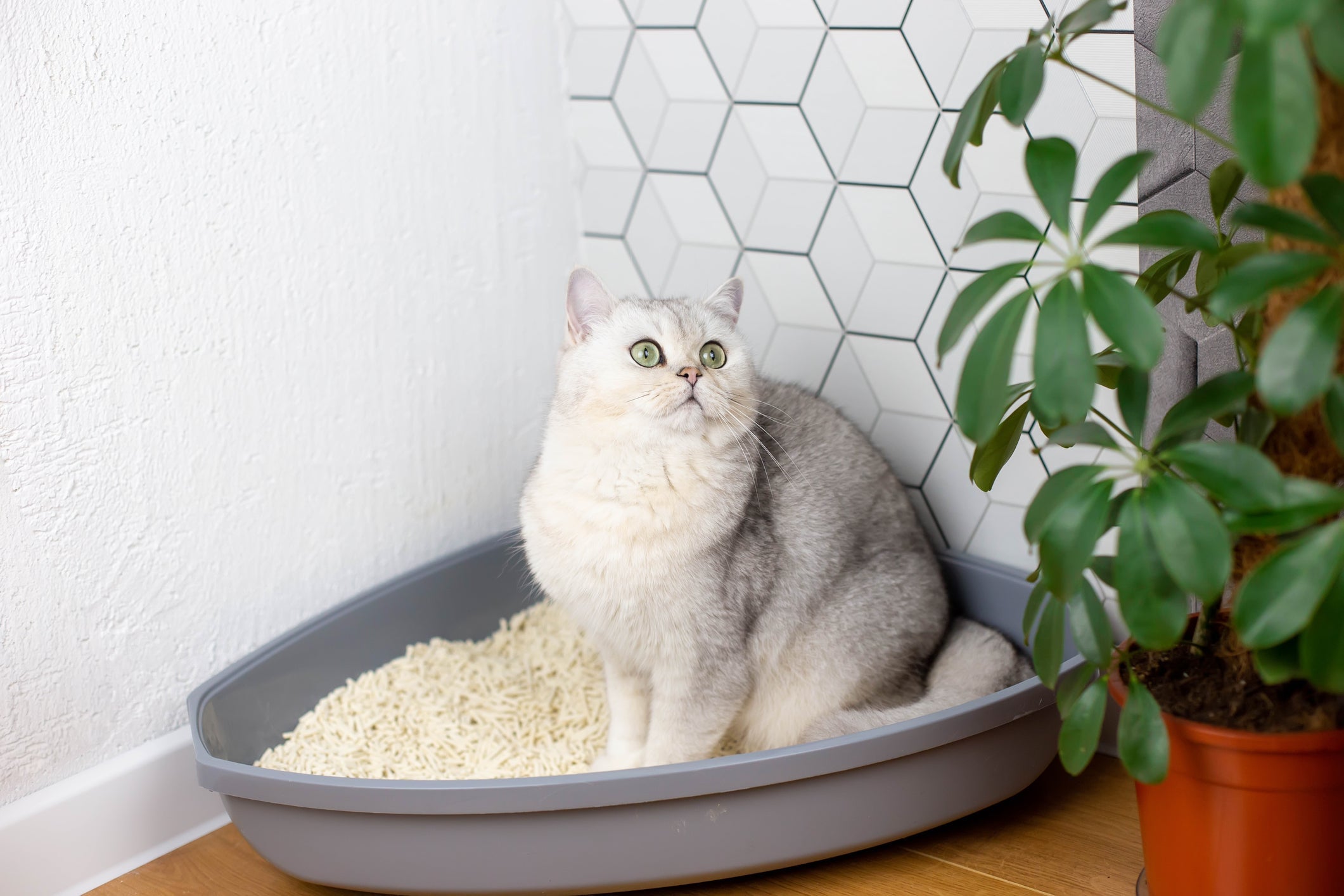 Saber onde colocar a caixa de areia para gatos é fundamental 