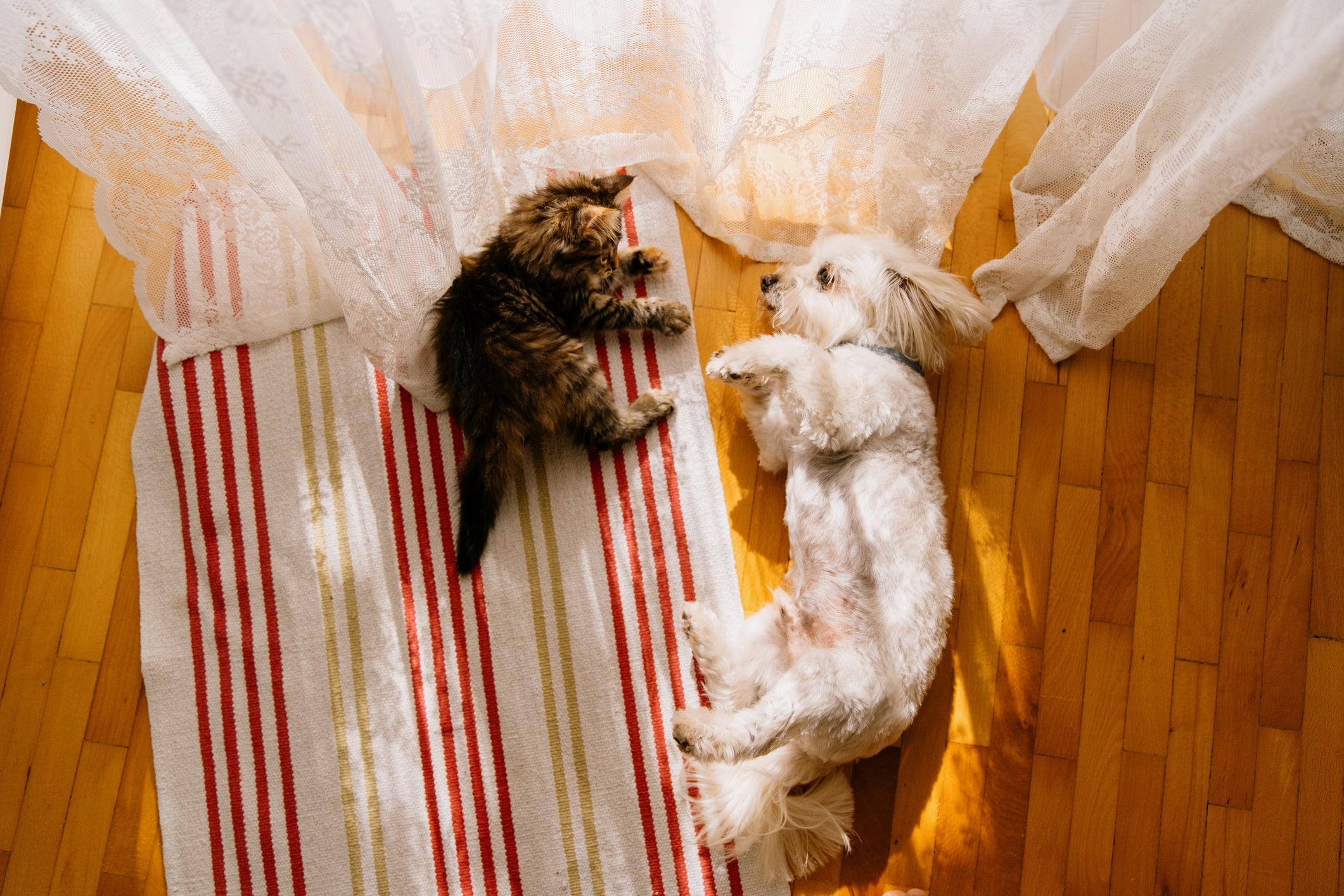 Cachorro e gato juntos é super possível quando se tem um Maltês