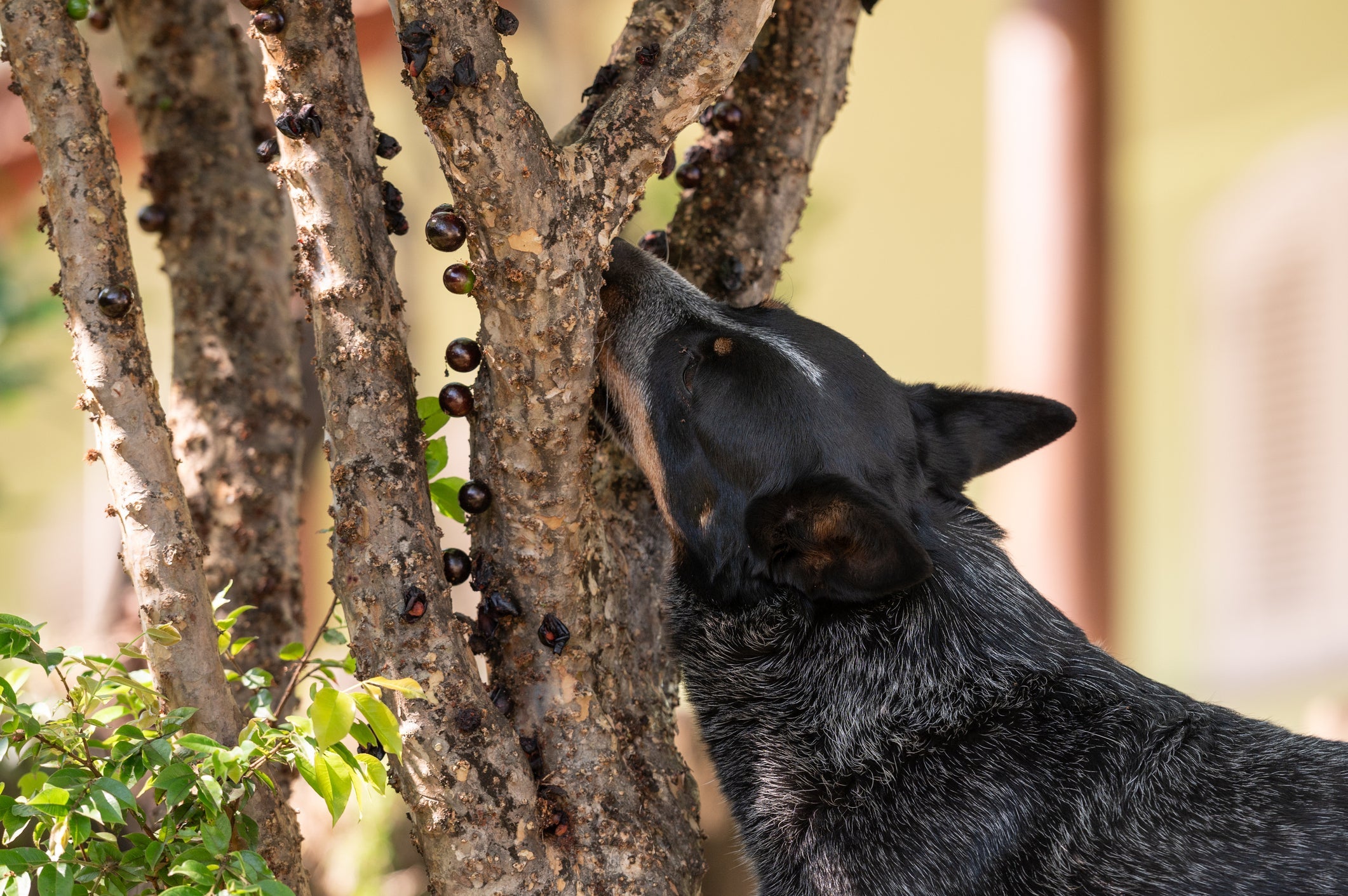 O cachorro pode comer jabuticaba com casca e tudo 