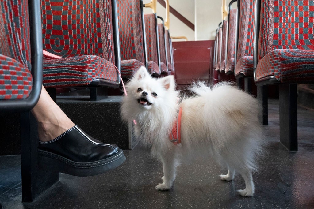  Nomes para cachorro fêmea: Gigi é uma Lulu da Pomerânia do filme Pets