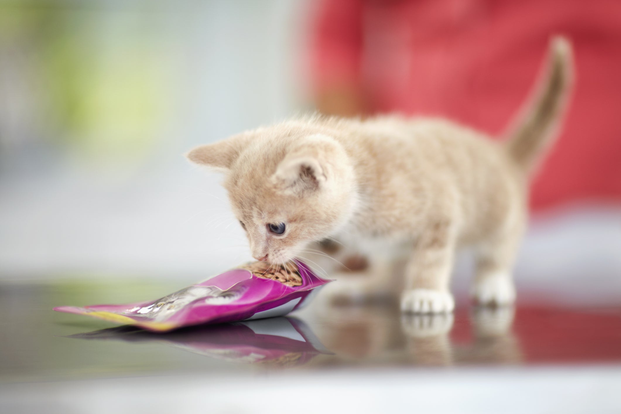 O sachê para gato filhote está liberado!