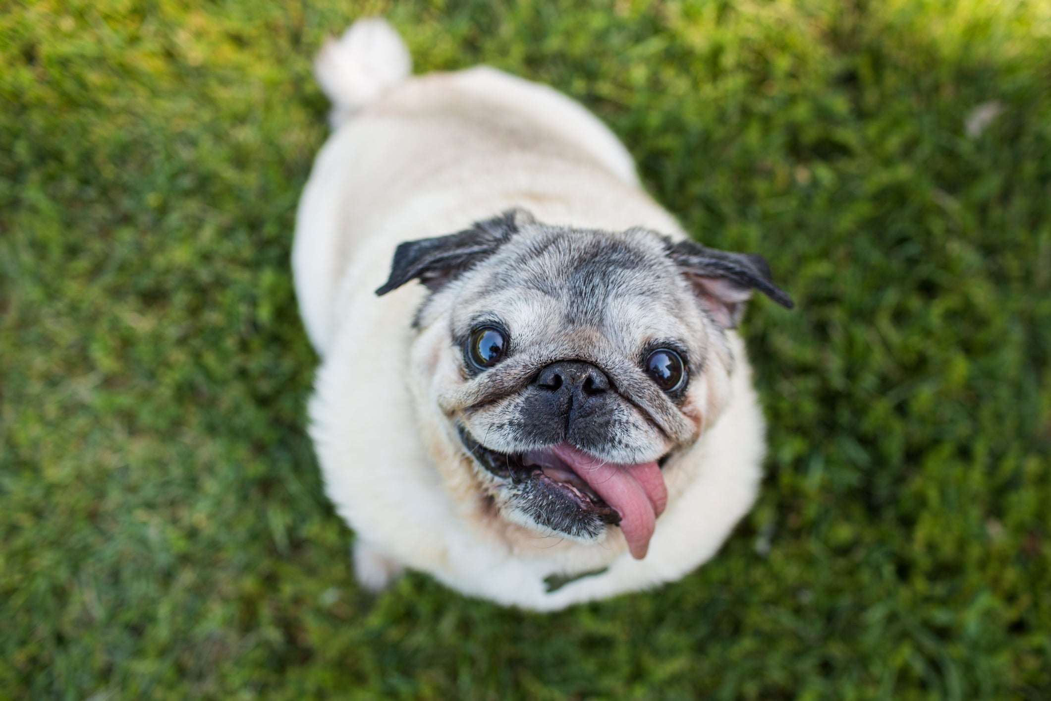 O Pug apresenta o focinho curto e achatado