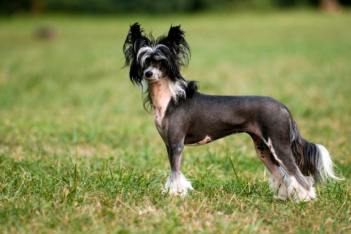 Raça de cachorro sem pelo: Cão de Crista Chinês é um exemplo