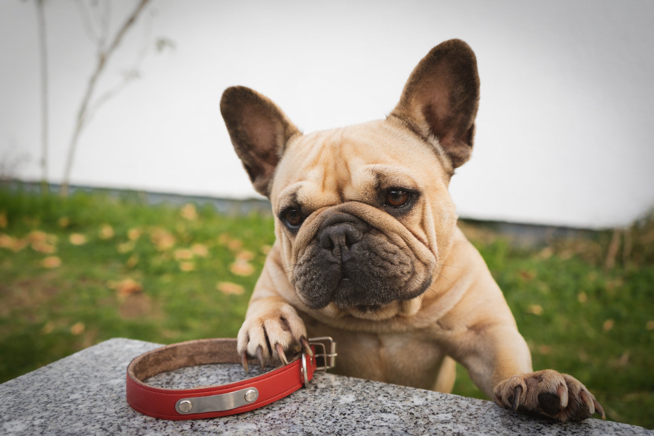 Tamanho do focinho do cachorro pode ter relação com a alta ou baixa expectativa de vida